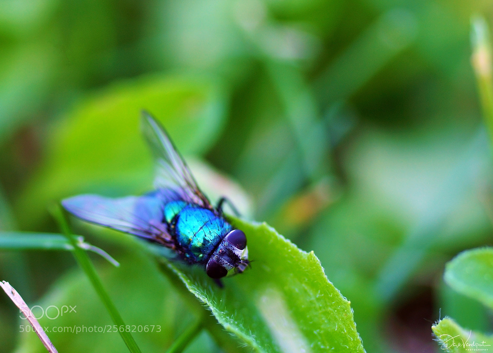 Sony SLT-A77 sample photo. Come fly with me photography