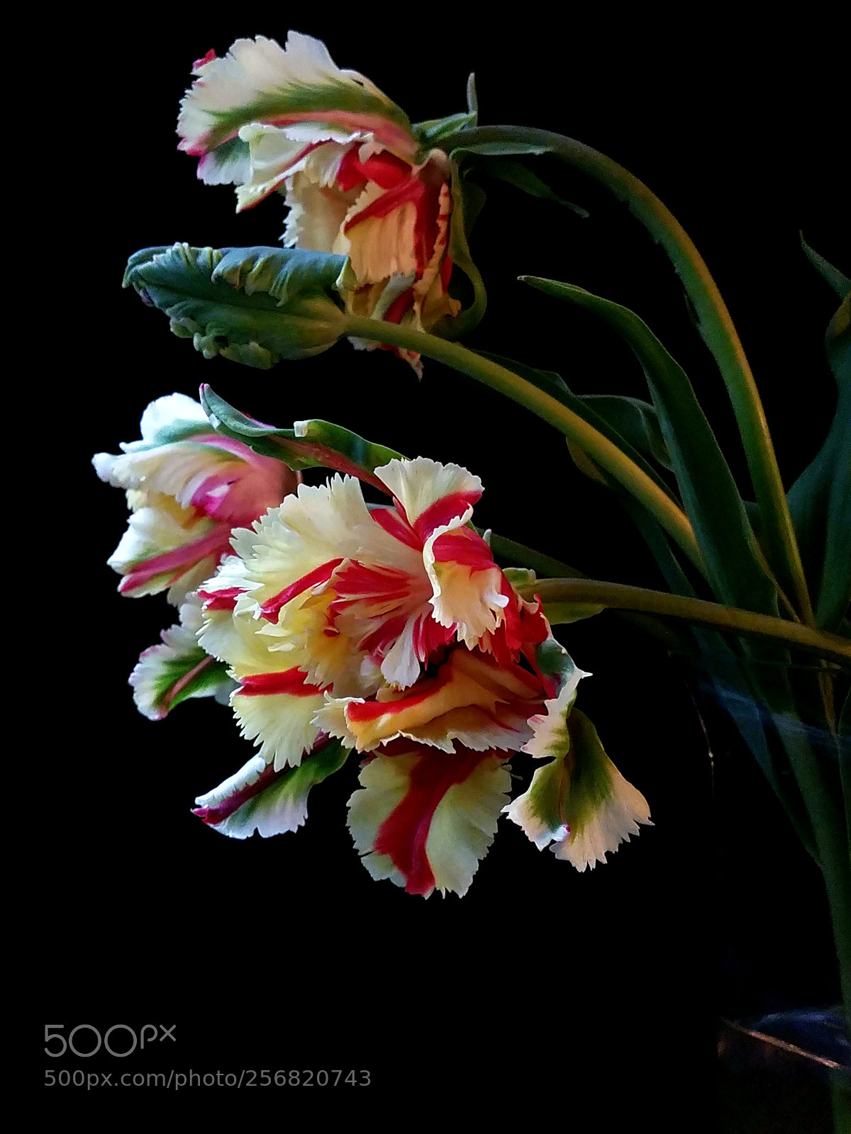 Samsung Galaxy S7 sample photo. Parrot tulips photography