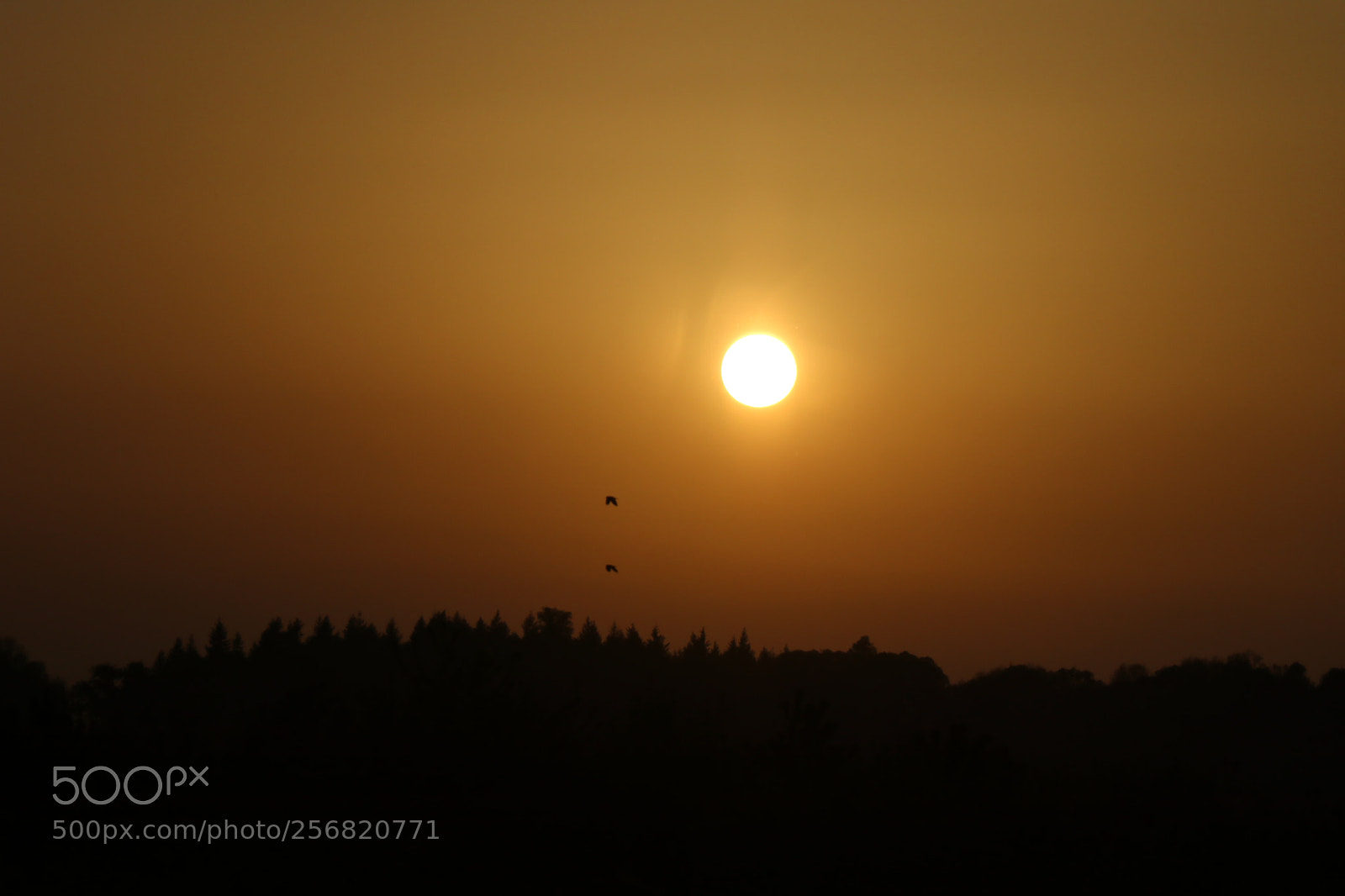 Canon EOS 80D sample photo. Untitled photography