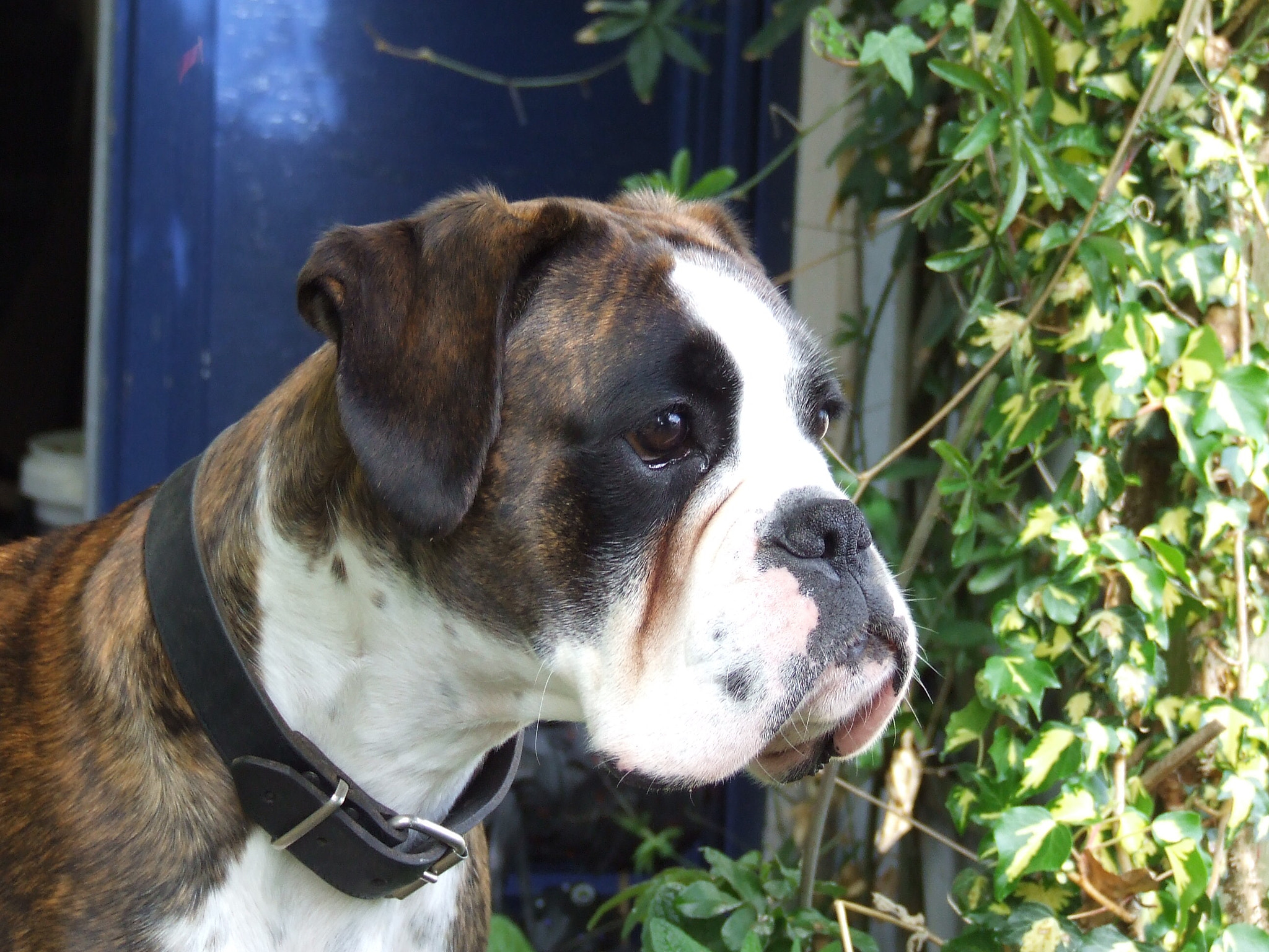 Fujifilm FinePix S5600 sample photo. Twirre, our lovely boxer. photography