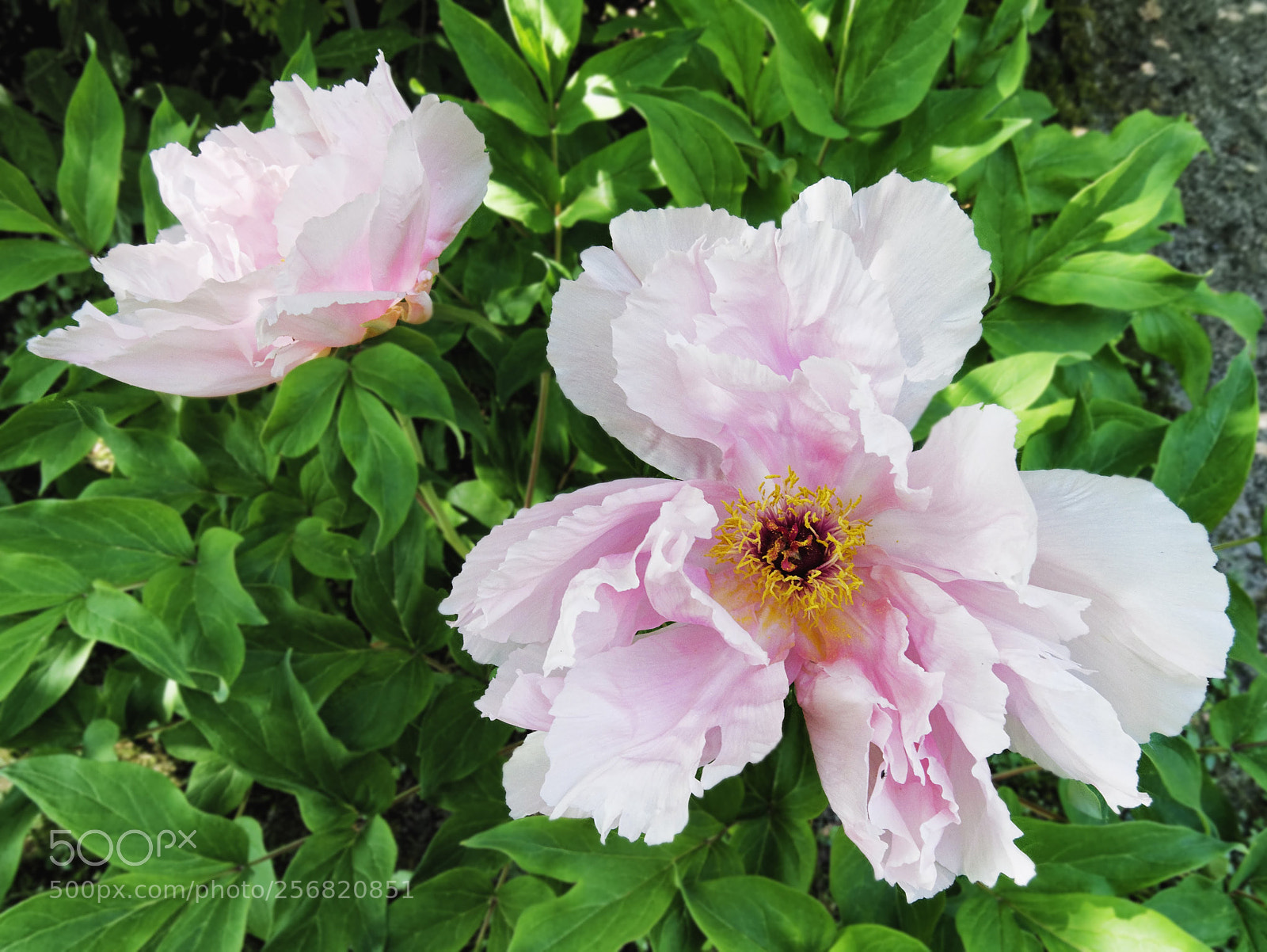 Panasonic Lumix DMC-GX85 (Lumix DMC-GX80 / Lumix DMC-GX7 Mark II) sample photo. Peony - botanic photography