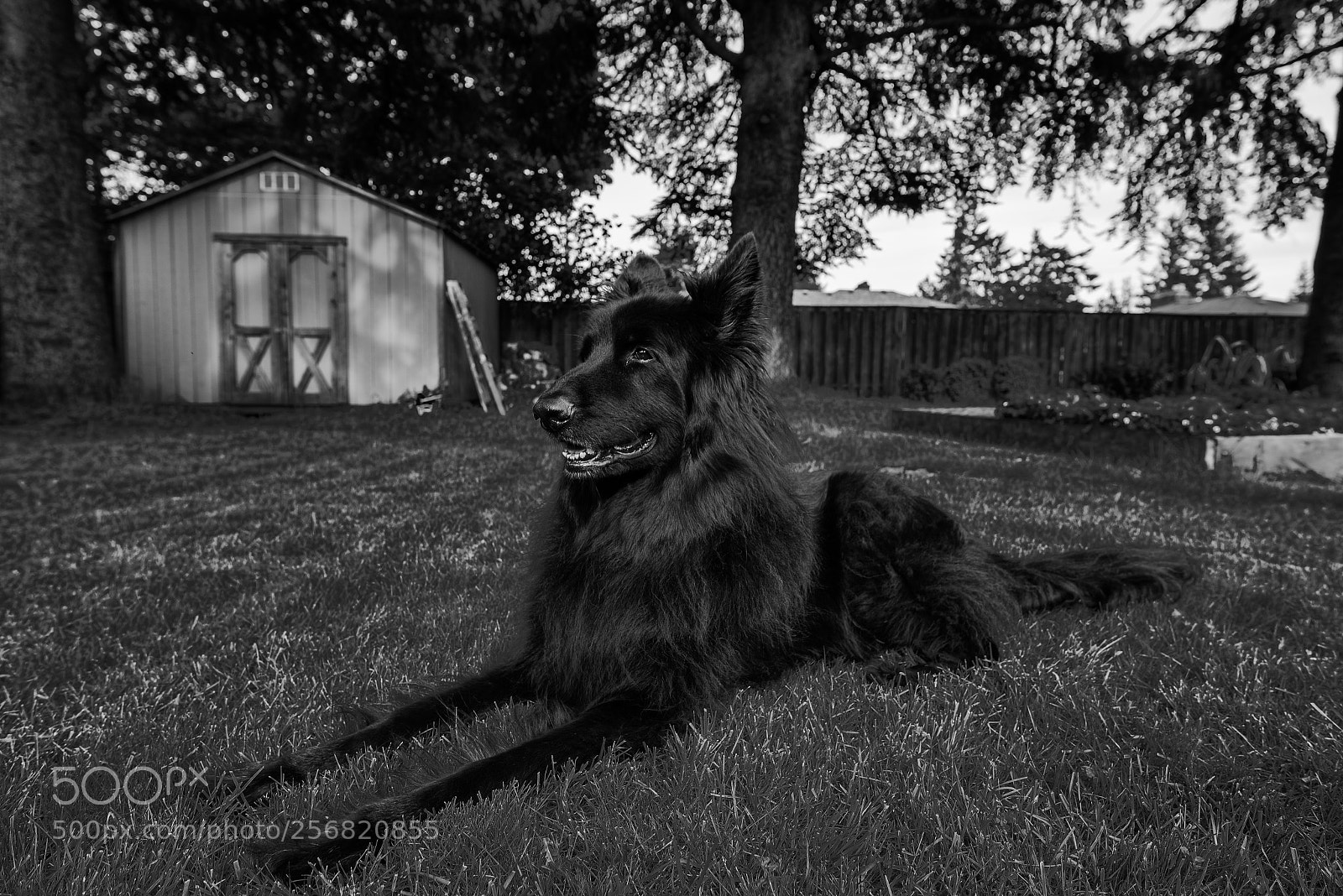 Nikon D750 sample photo. Zuko in the spring photography