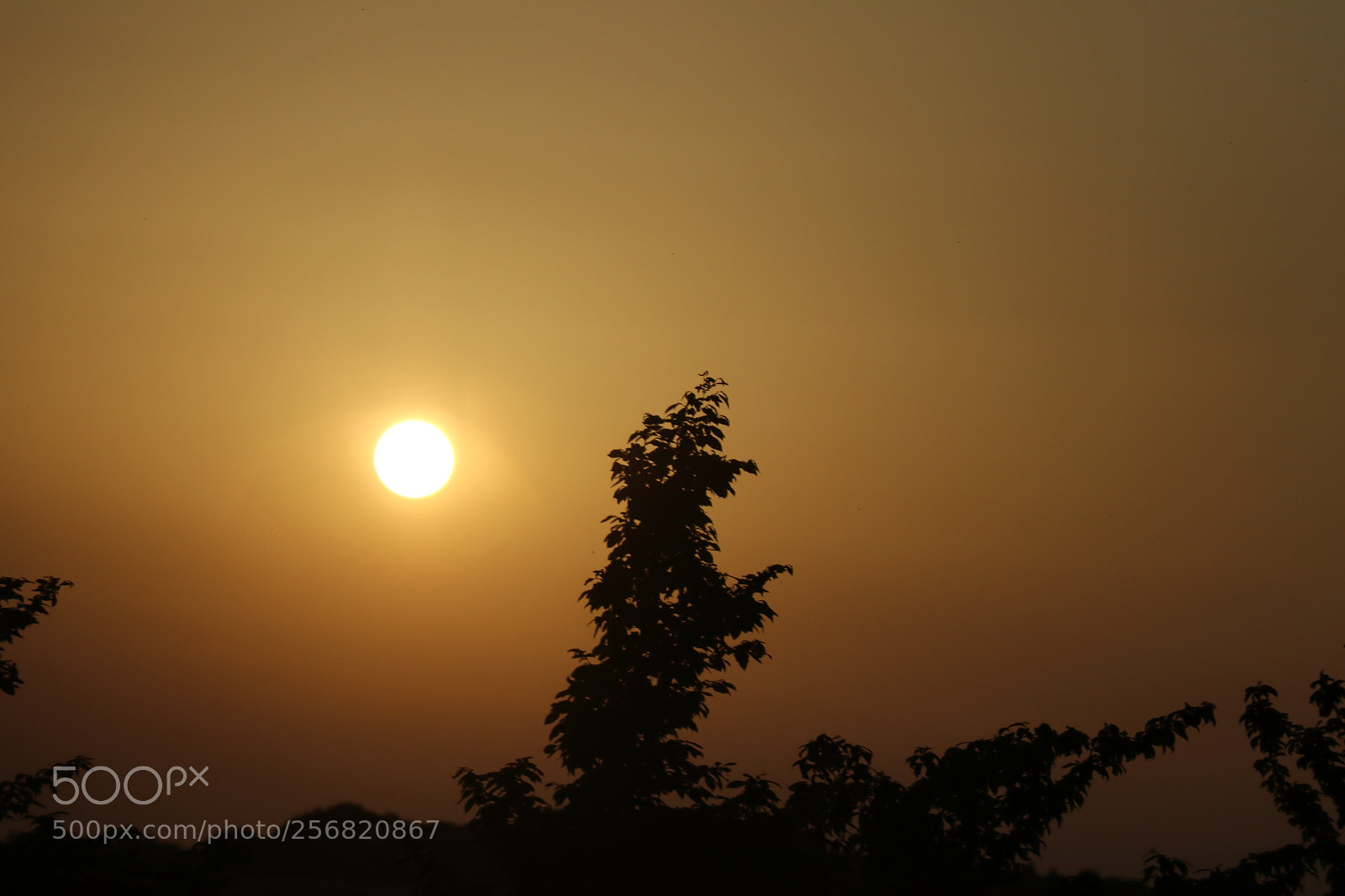 Canon EOS 80D sample photo. Untitled photography