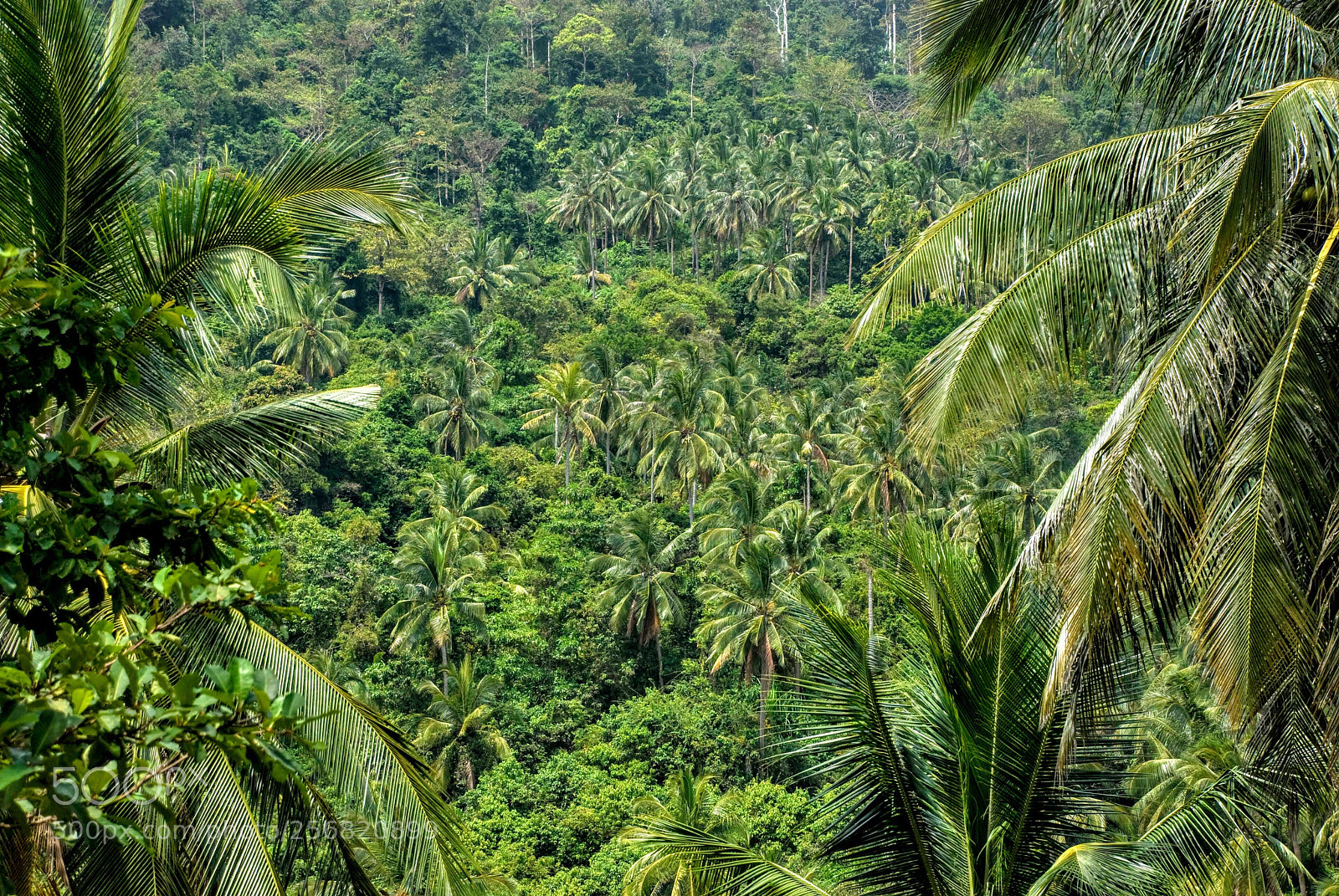 Nikon D80 sample photo. Thailand jungle on koh photography