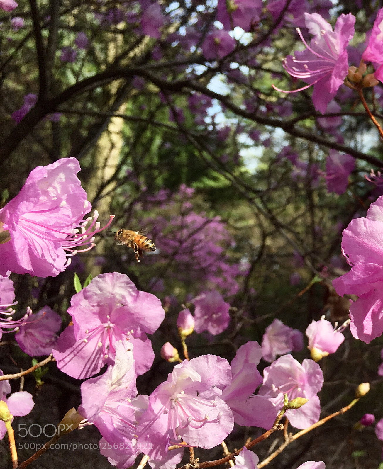 Apple iPhone SE sample photo. Bzzz photography