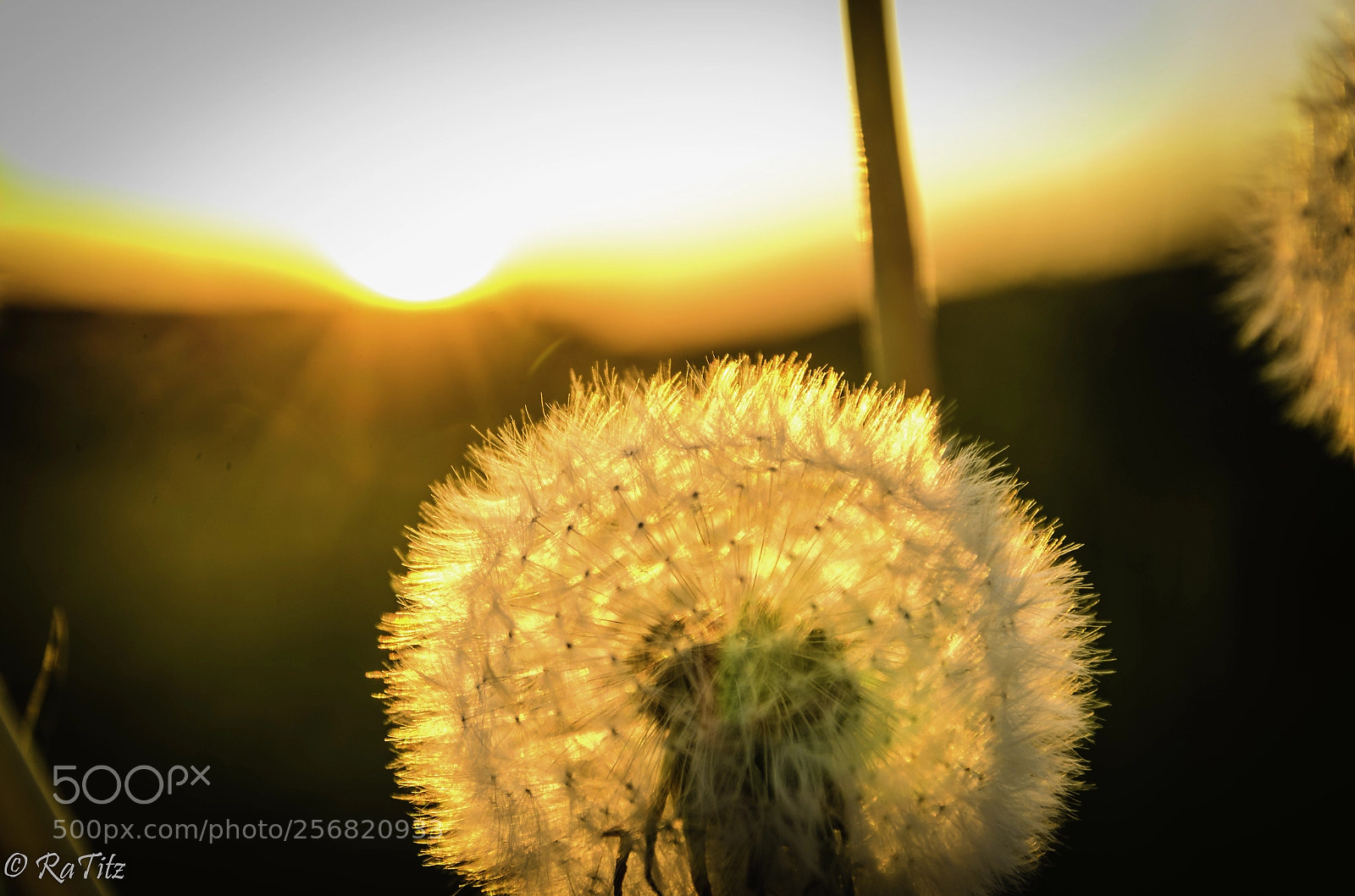 Nikon D7000 sample photo. Dandelion at sundowner  photography
