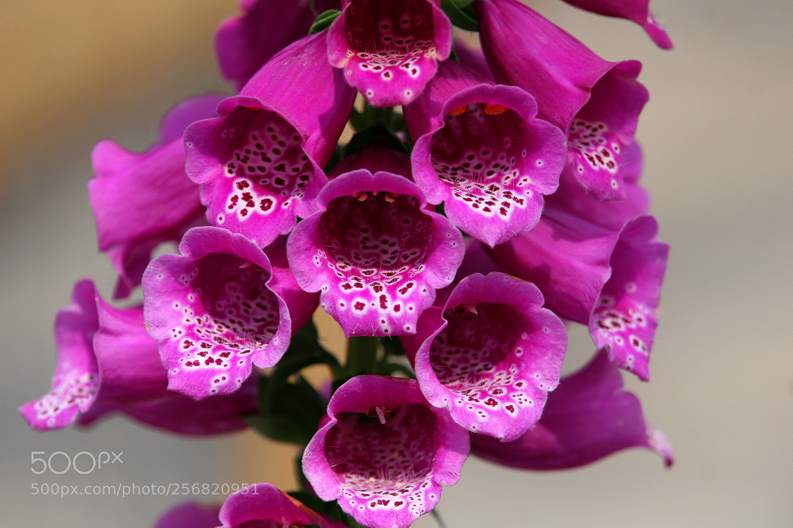 Canon EOS 20D sample photo. Spring 2018 -2! photography