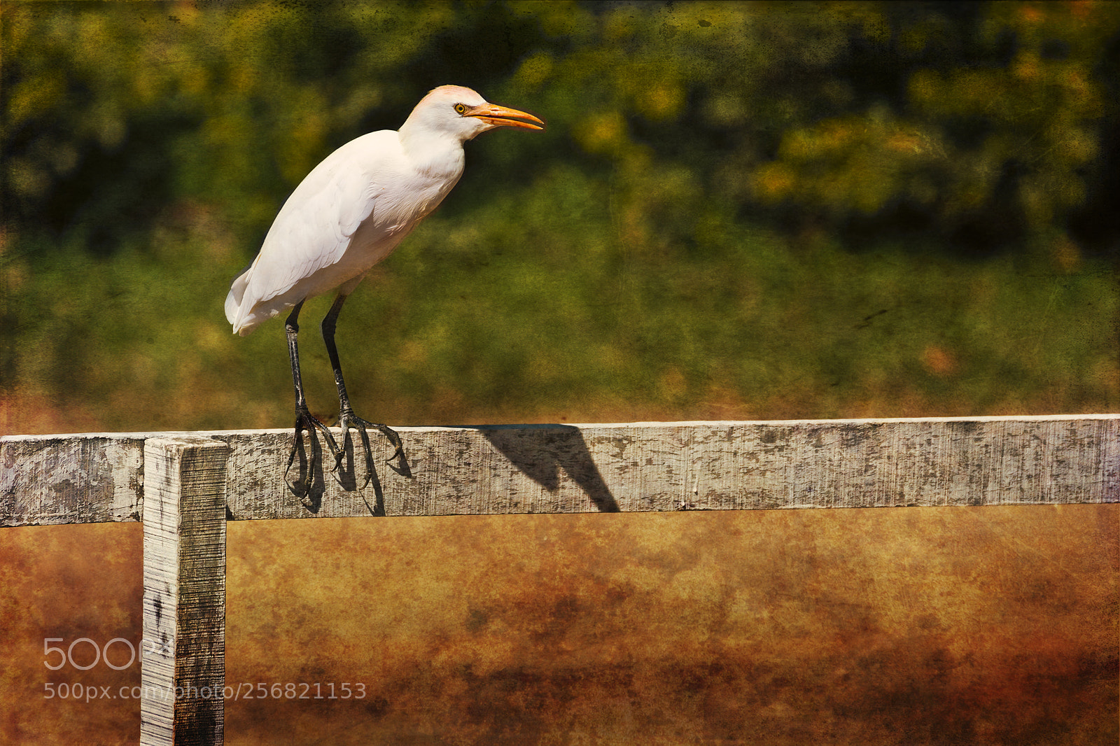 Canon EOS 80D sample photo. Cattle egret on fence photography