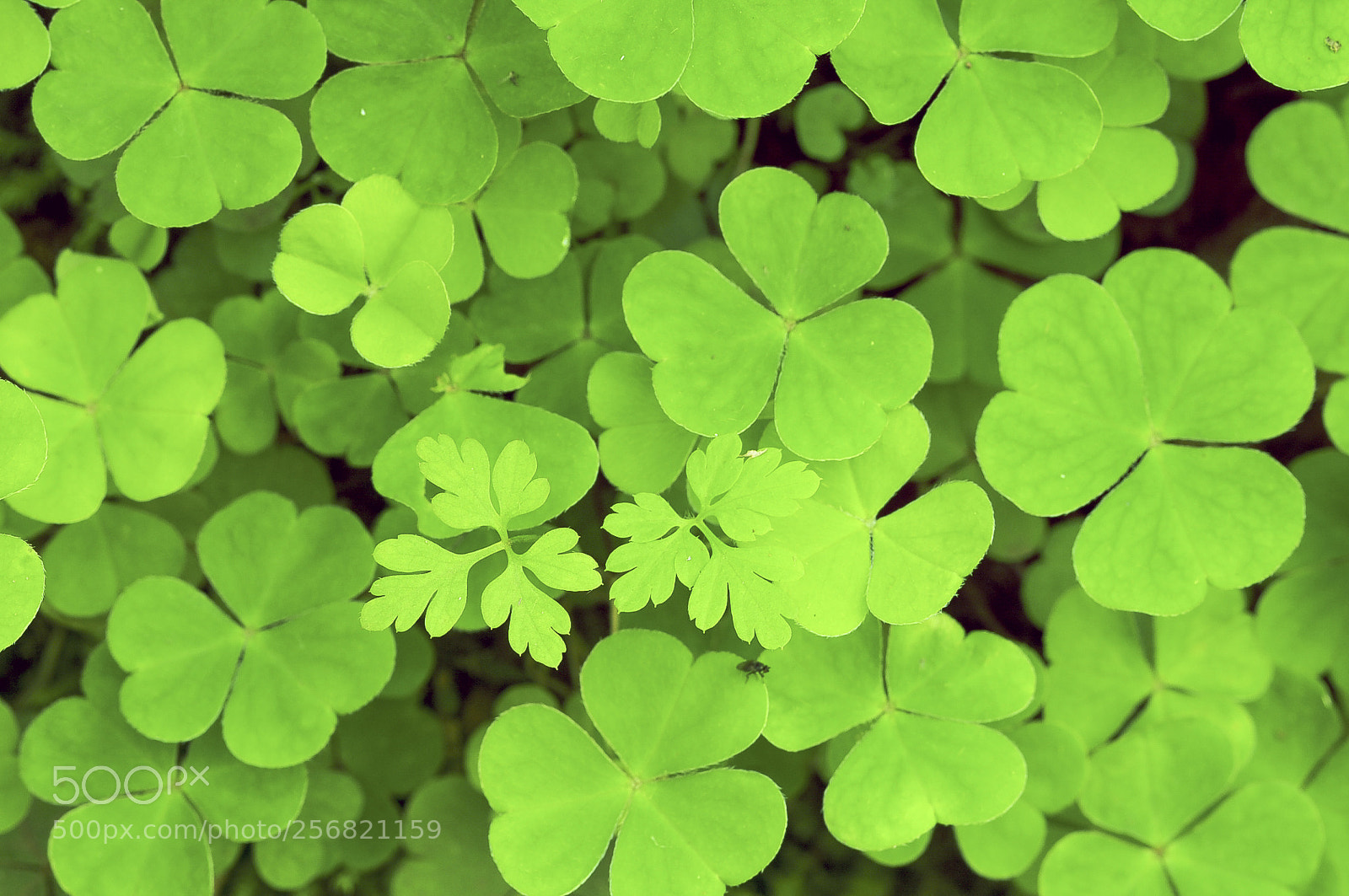 Nikon D300S sample photo. Verde photography