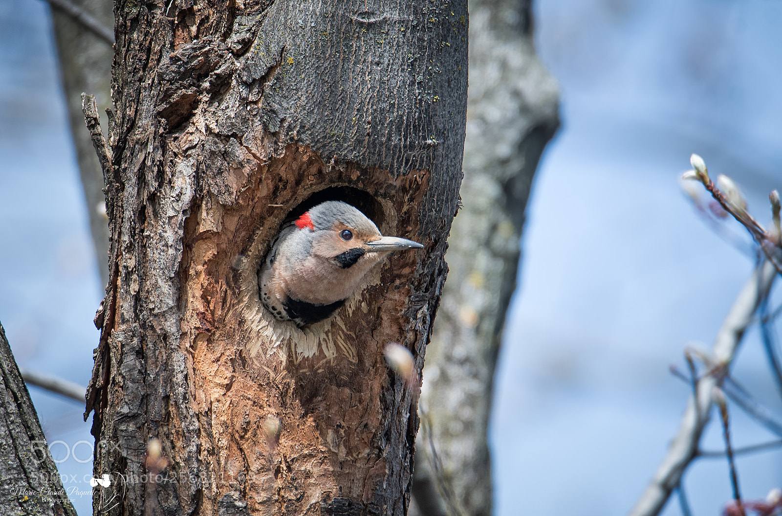 Nikon D500 sample photo. Pic flamboyant photography