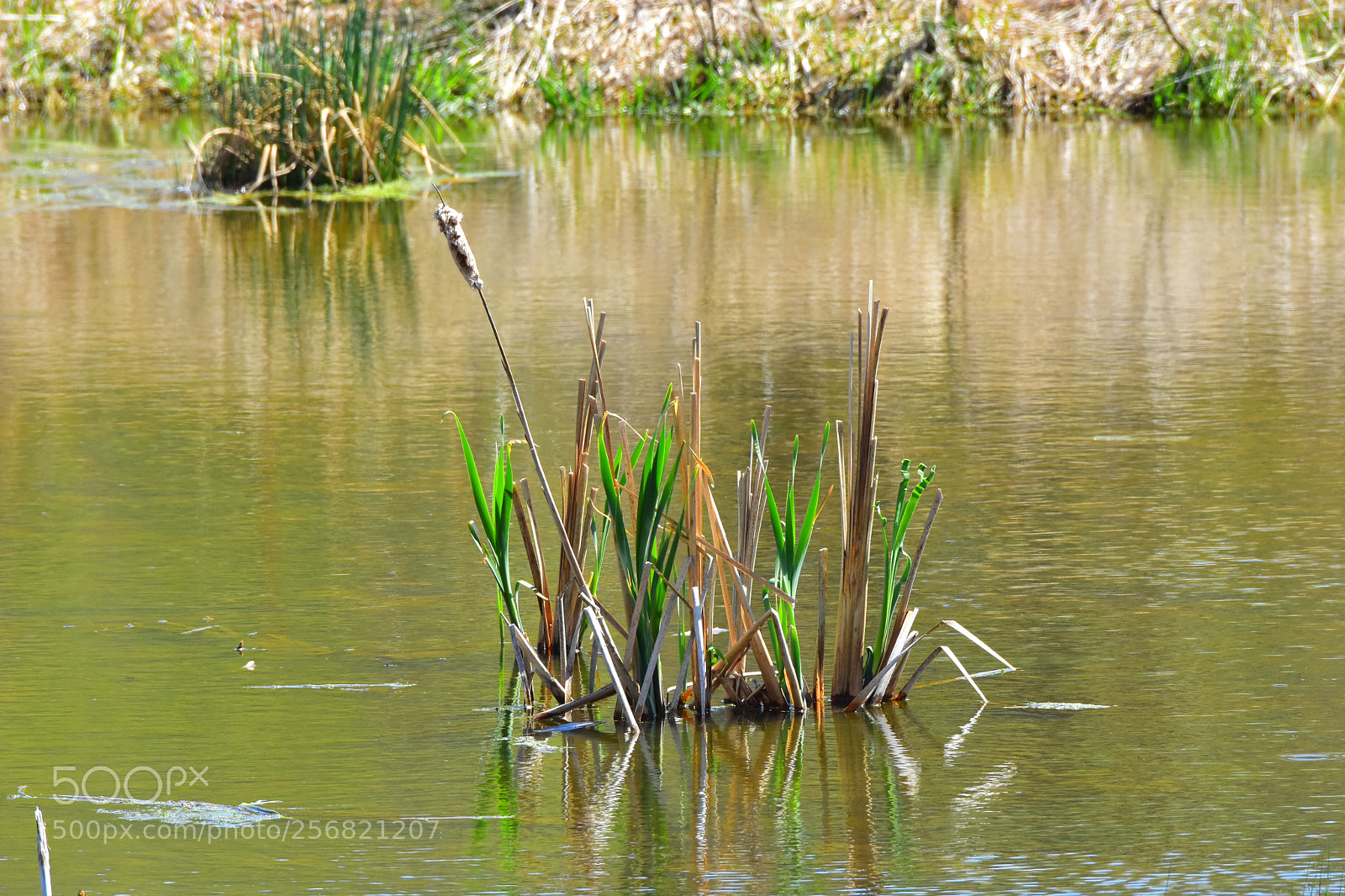 Nikon D7200 sample photo. Spring growth photography