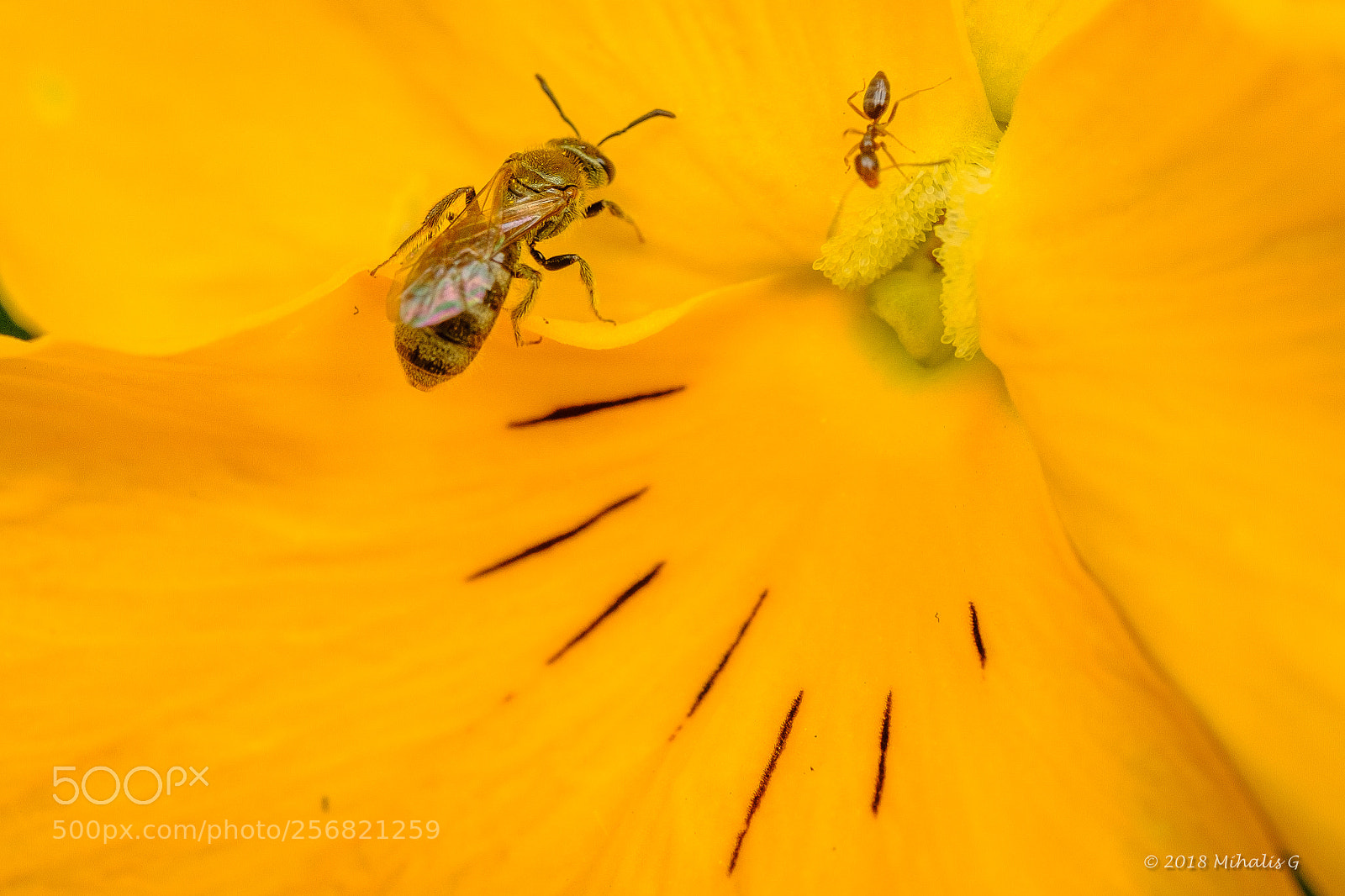 Fujifilm X-T2 sample photo. Macro back yard spring photography
