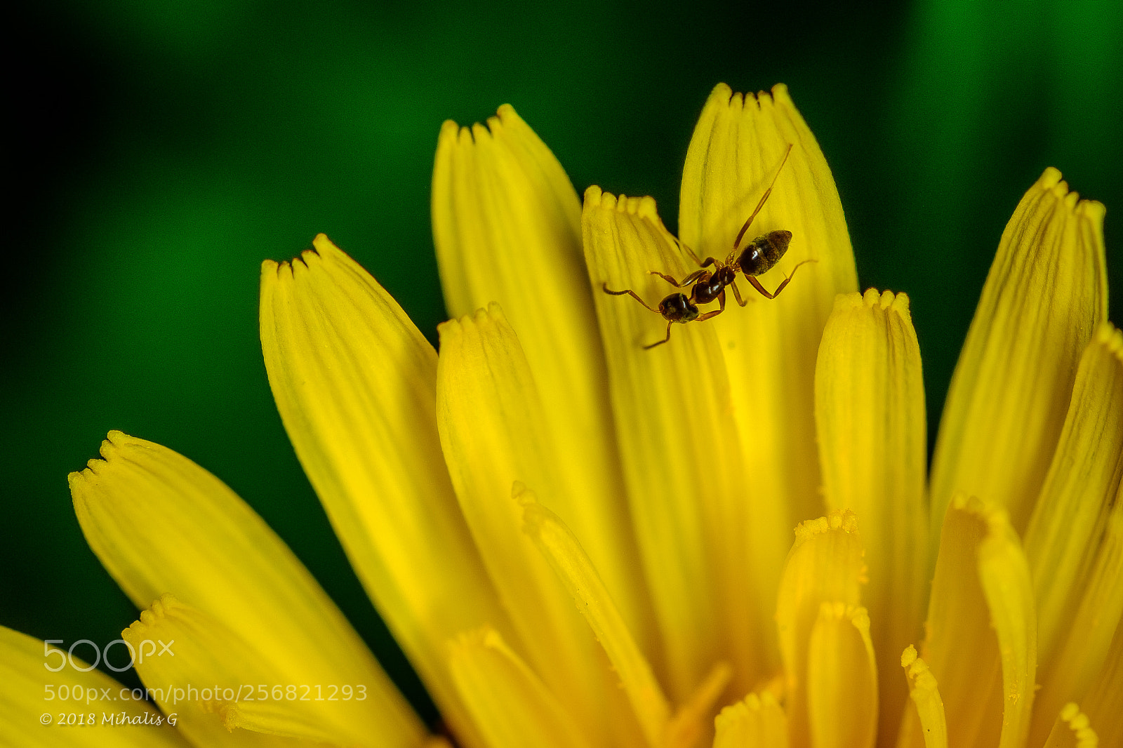 Fujifilm X-T2 sample photo. Dandelion and ant photography