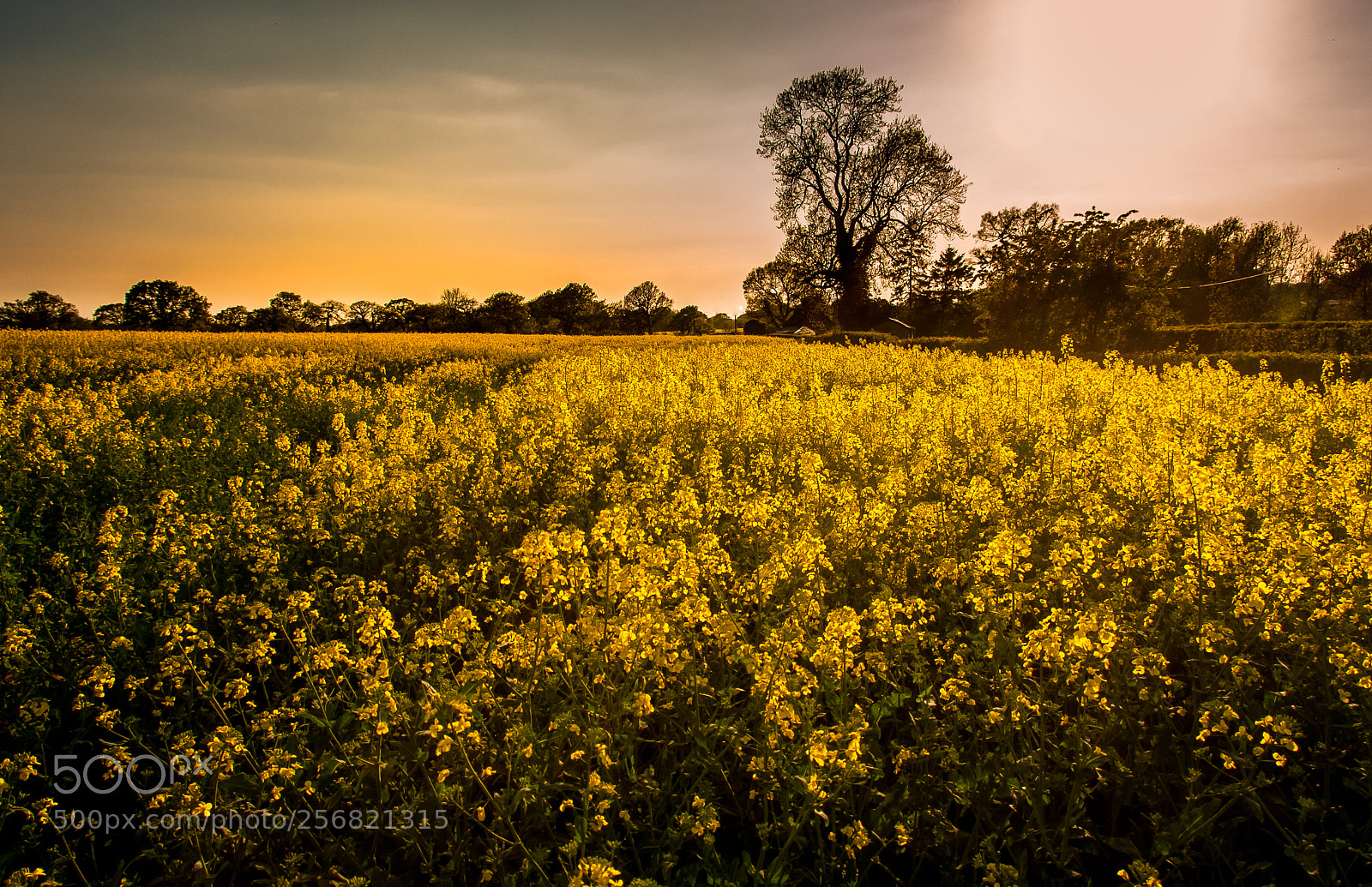 Nikon D300 sample photo. Cheshire yellow photography