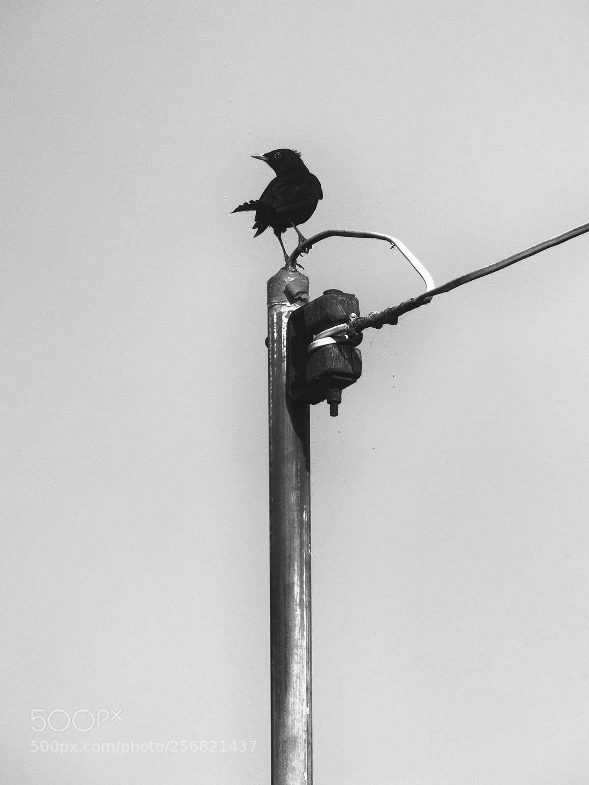 Panasonic Lumix DMC-FZ2500 (Lumix DMC-FZ2000) sample photo. Blackbird on a wire photography