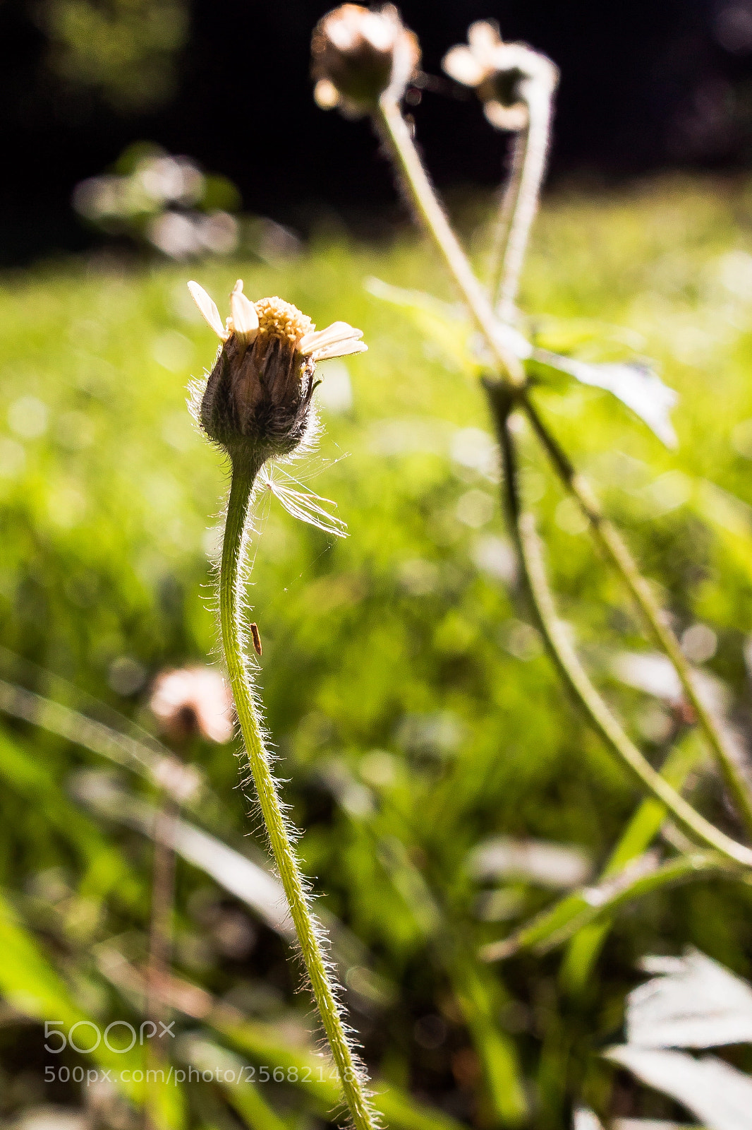 Canon EOS 1200D (EOS Rebel T5 / EOS Kiss X70 / EOS Hi) sample photo. Sun flower photography