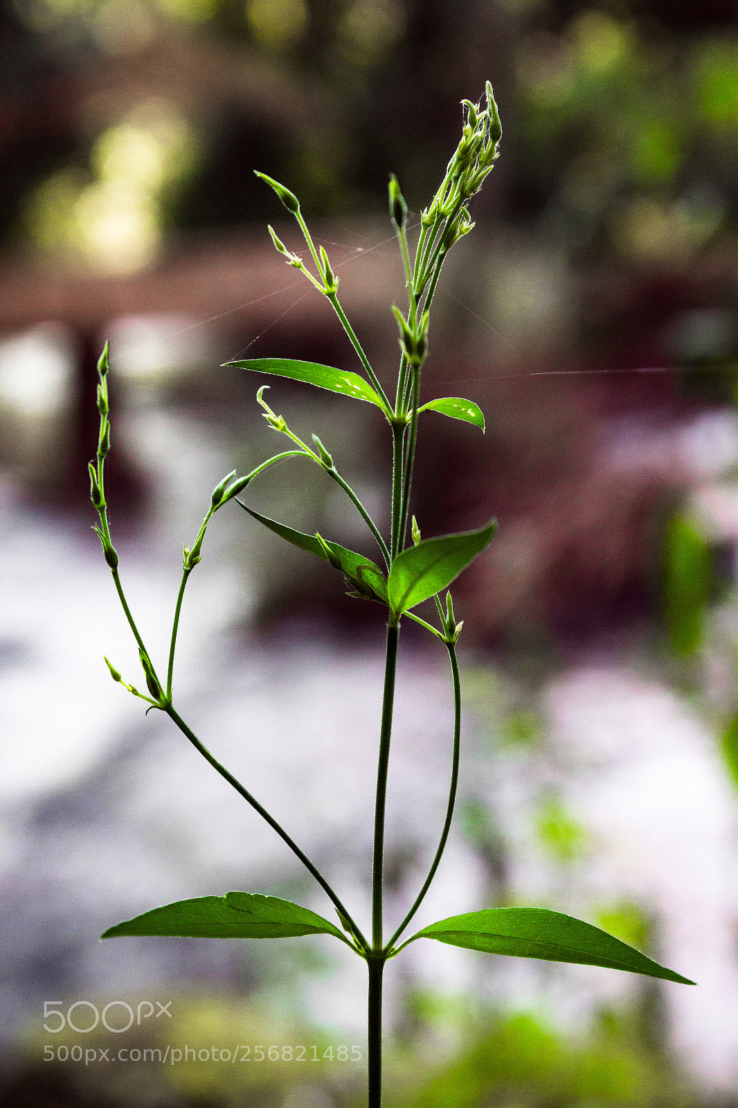 Canon EOS 1200D (EOS Rebel T5 / EOS Kiss X70 / EOS Hi) sample photo. Alone in nature photography