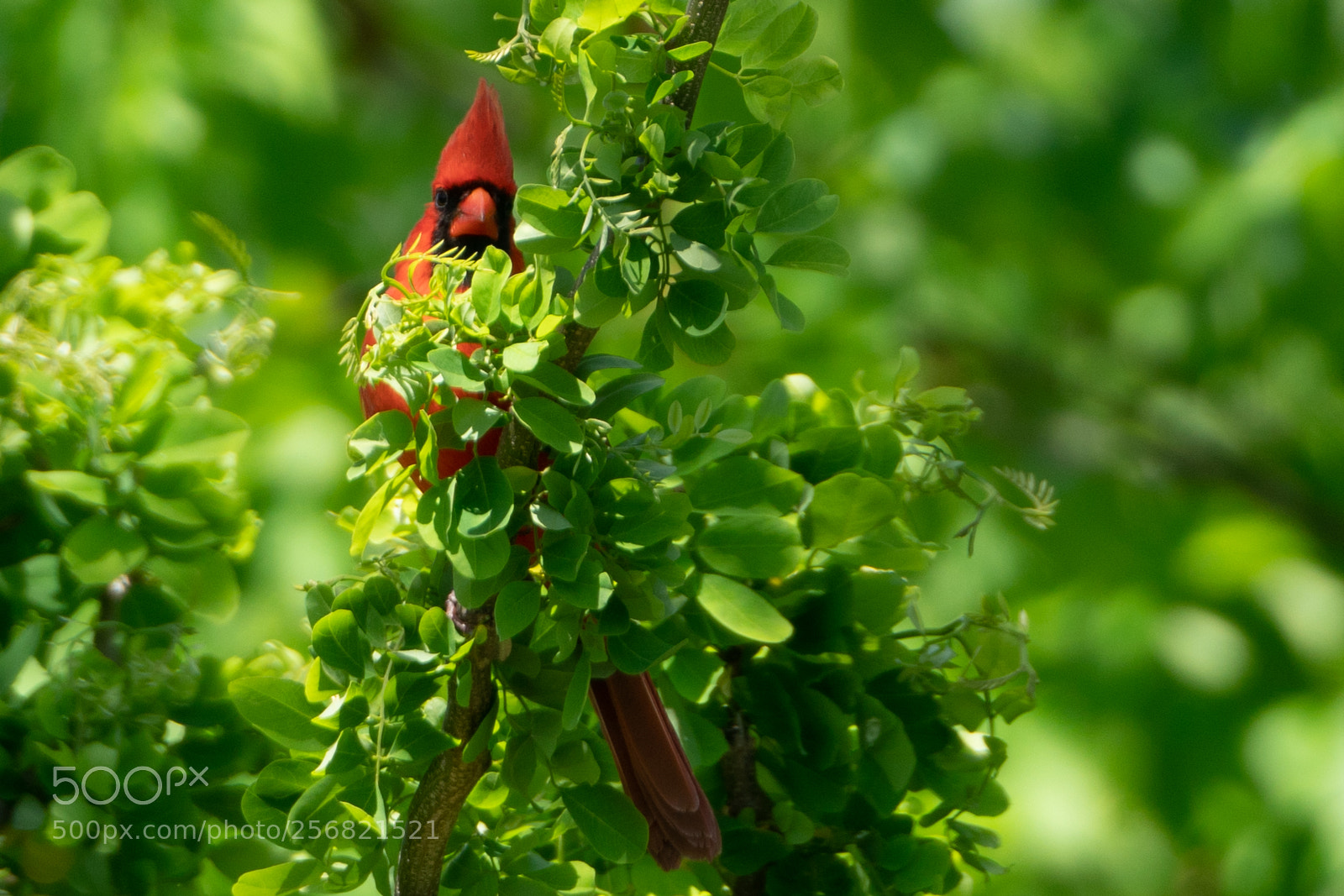 Sony a7R II sample photo. I see you.... photography