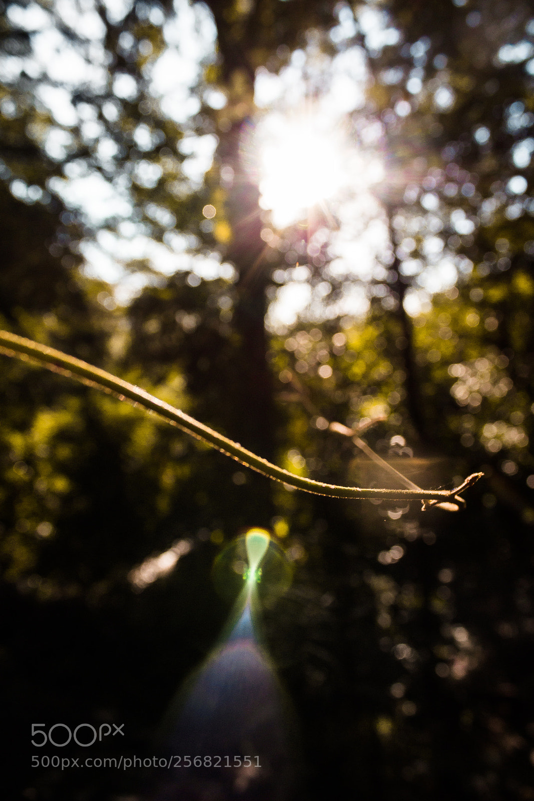 Canon EOS 1200D (EOS Rebel T5 / EOS Kiss X70 / EOS Hi) sample photo. Ant's path photography