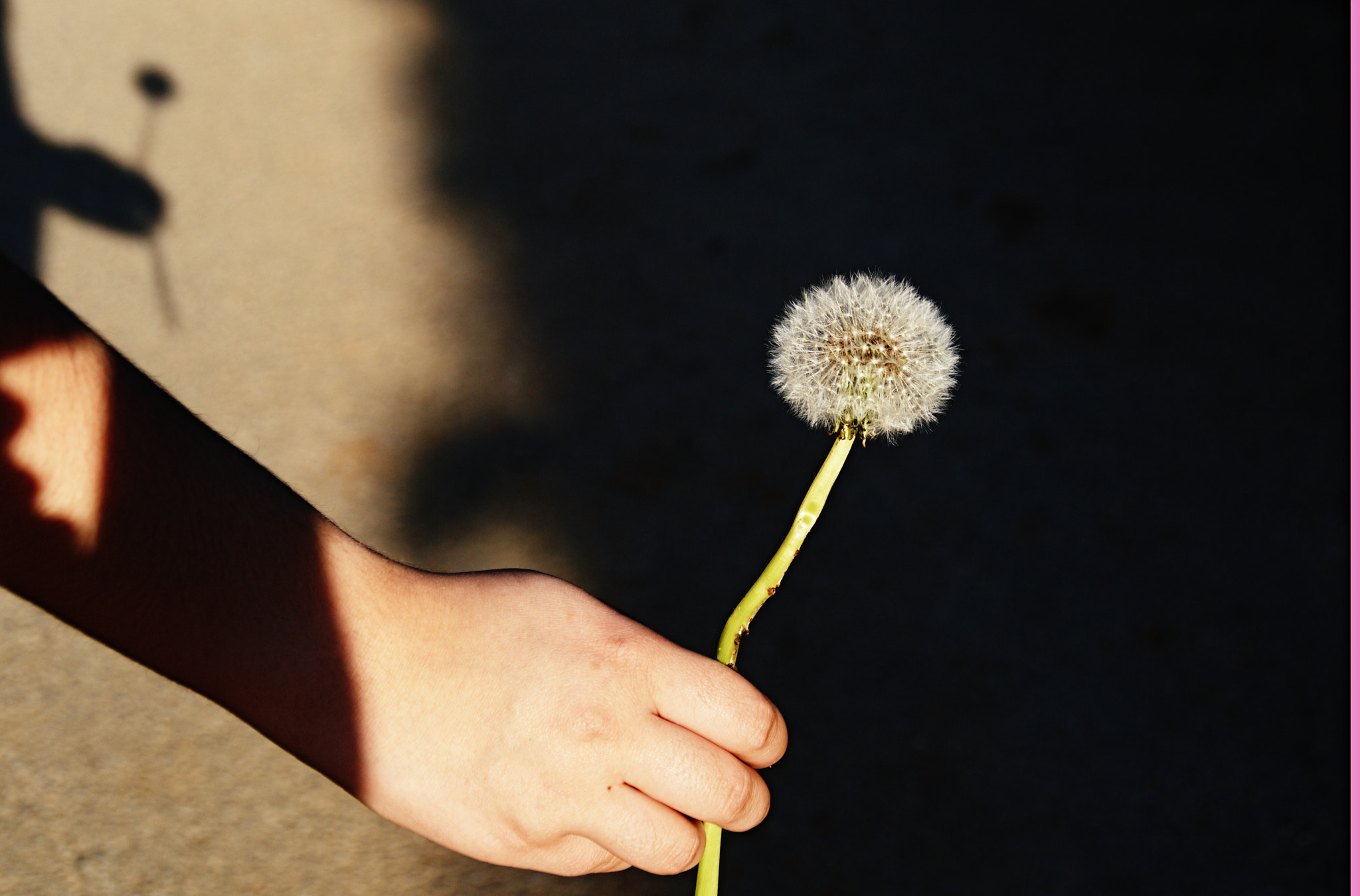 Nikon D3200 sample photo. Diente de leon photography