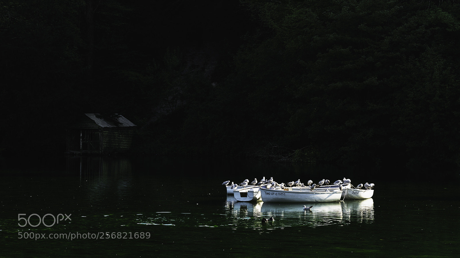 Sony a7R II sample photo. Birds and boats photography