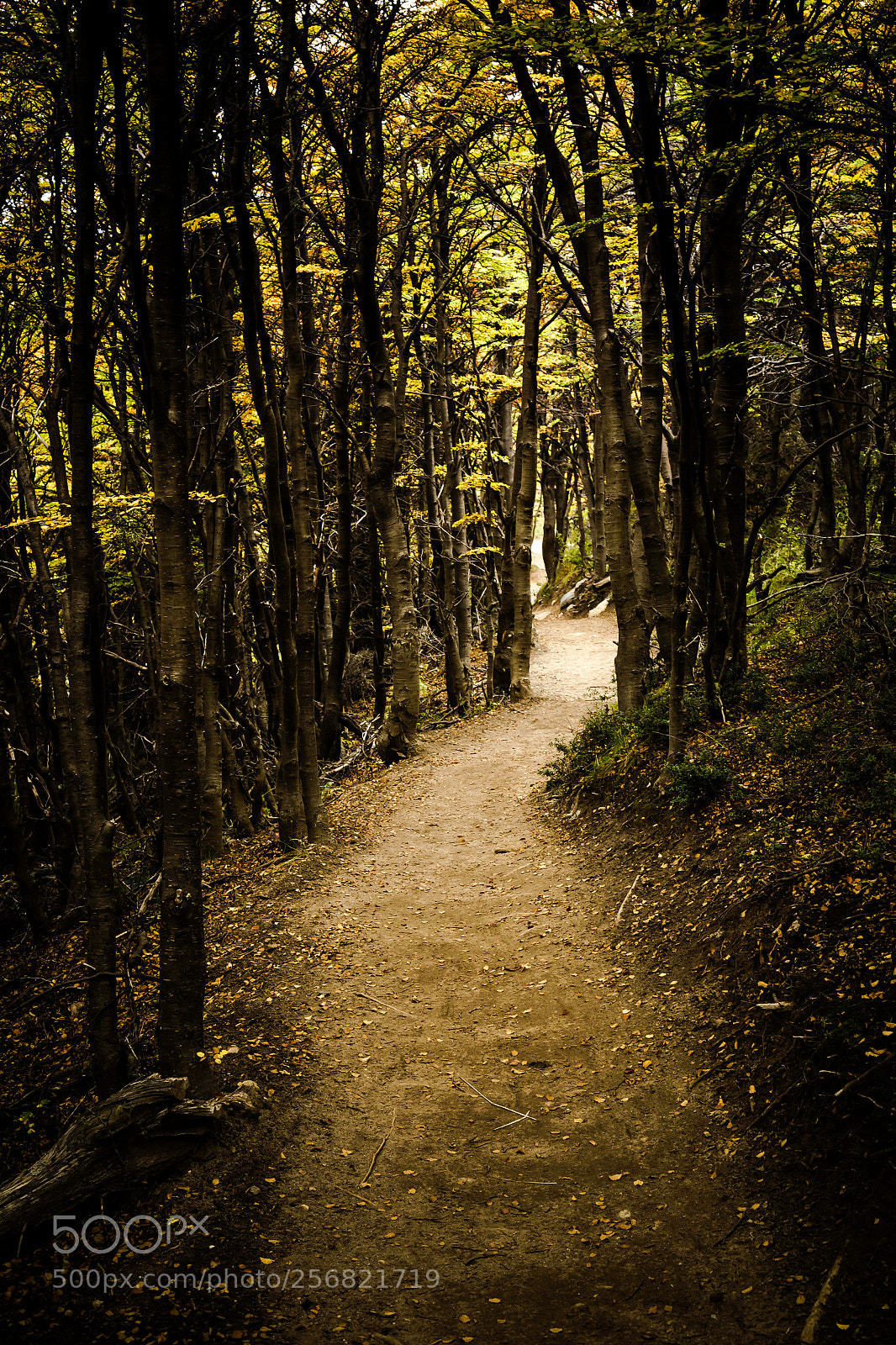 Canon EOS 6D sample photo. Bosque photography