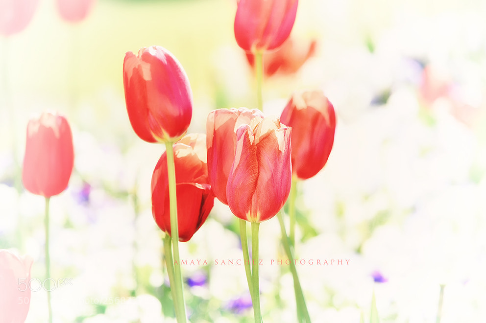 Nikon D3200 sample photo. Poppies under the spring photography