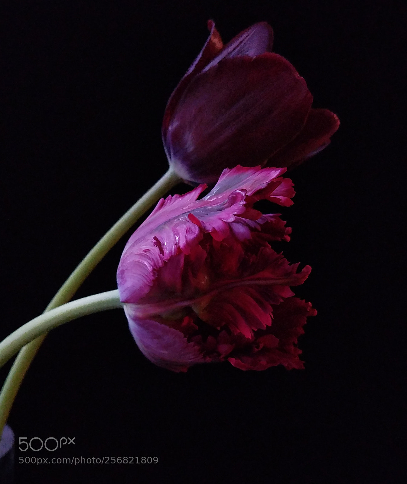 Samsung Galaxy S7 sample photo. Parrot tulips photography