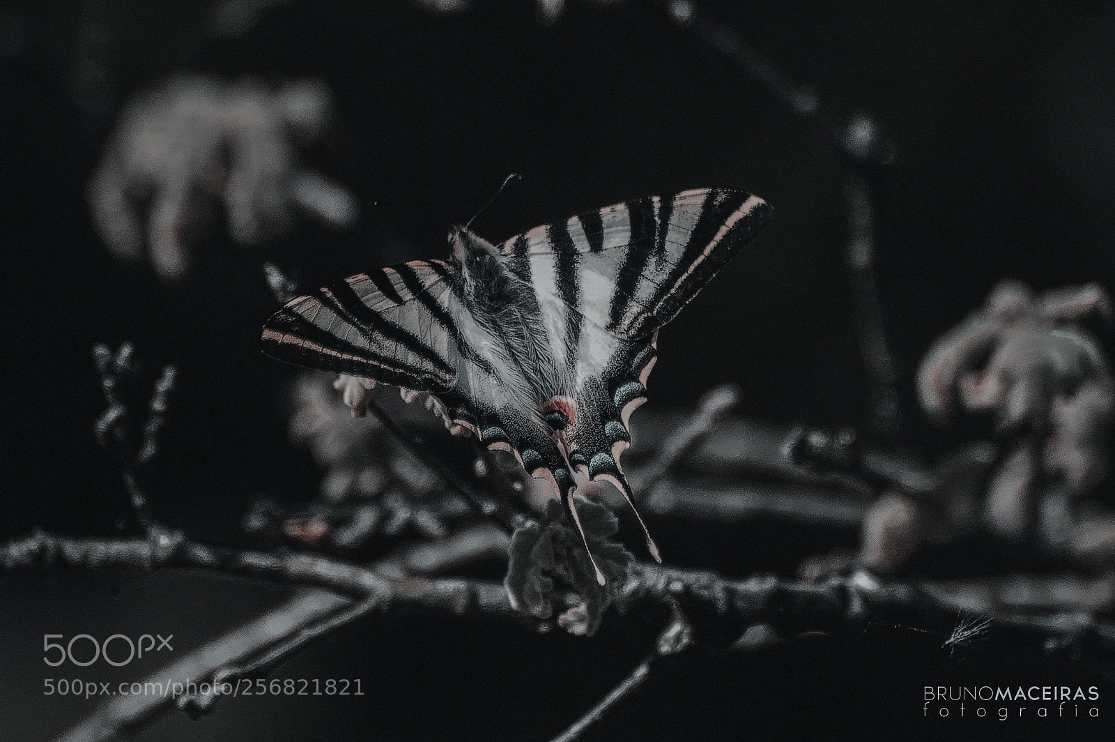 Nikon D70 sample photo. Butterfly photography