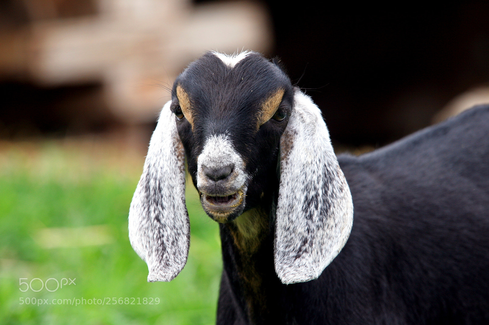 Canon EOS 20D sample photo. Sheep! photography