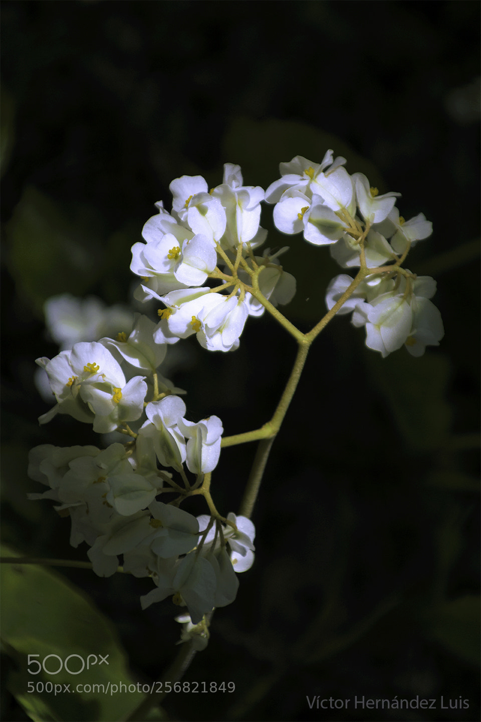 Nikon D3300 sample photo. Begonia nelumbiifolia photography