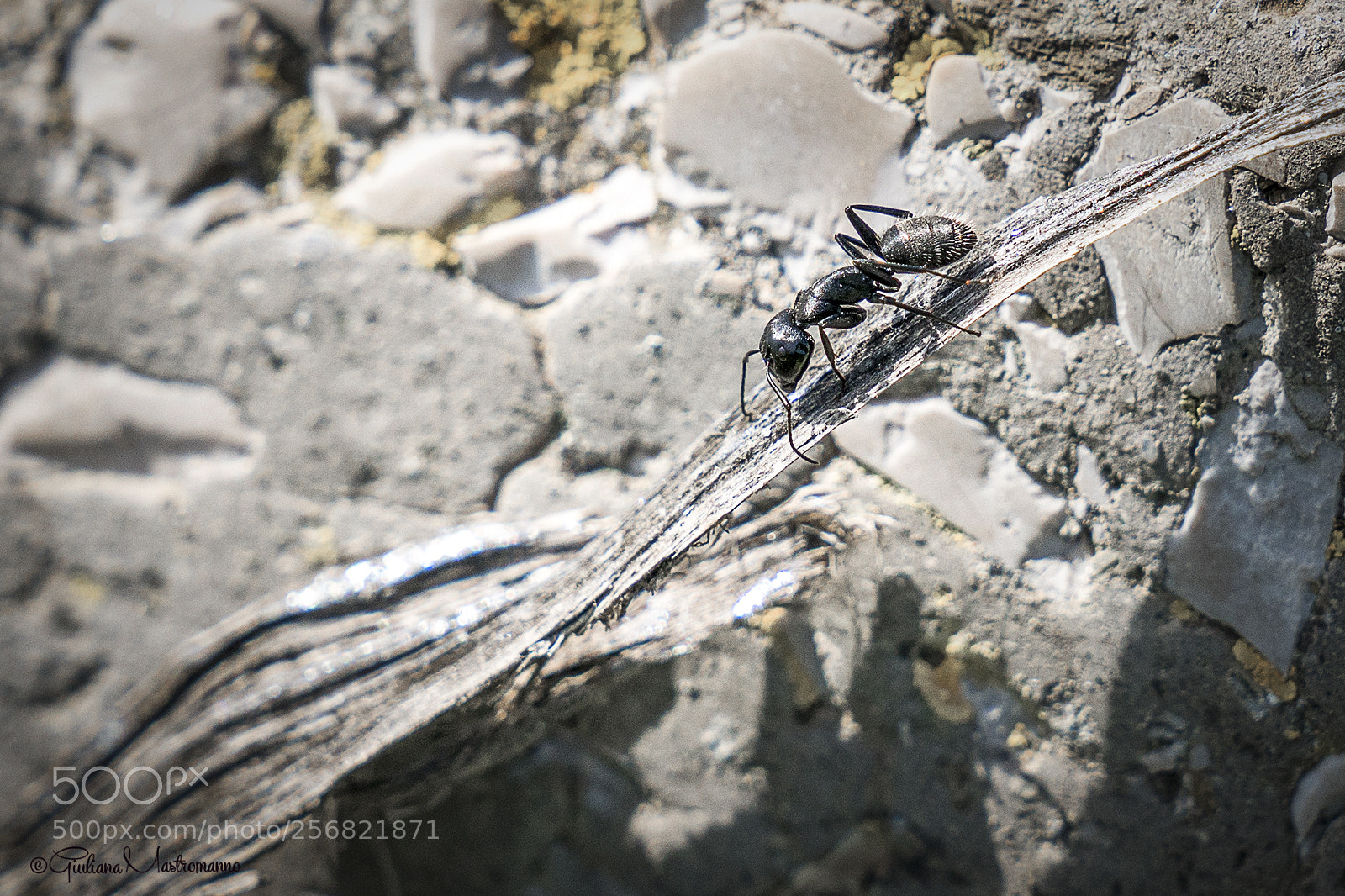 Sony a7R II sample photo. The micromondo's ants photography