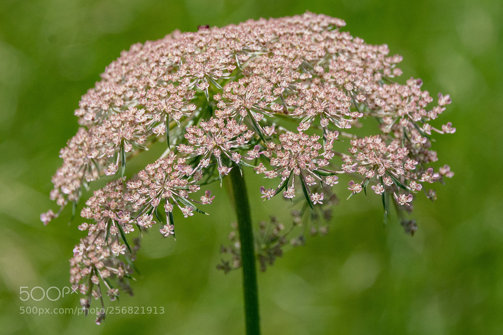 Nikon D7100 sample photo. Delicate lace photography