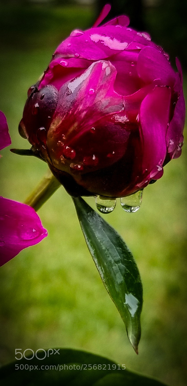 Samsung Galaxy S8 sample photo. Peony budd photography