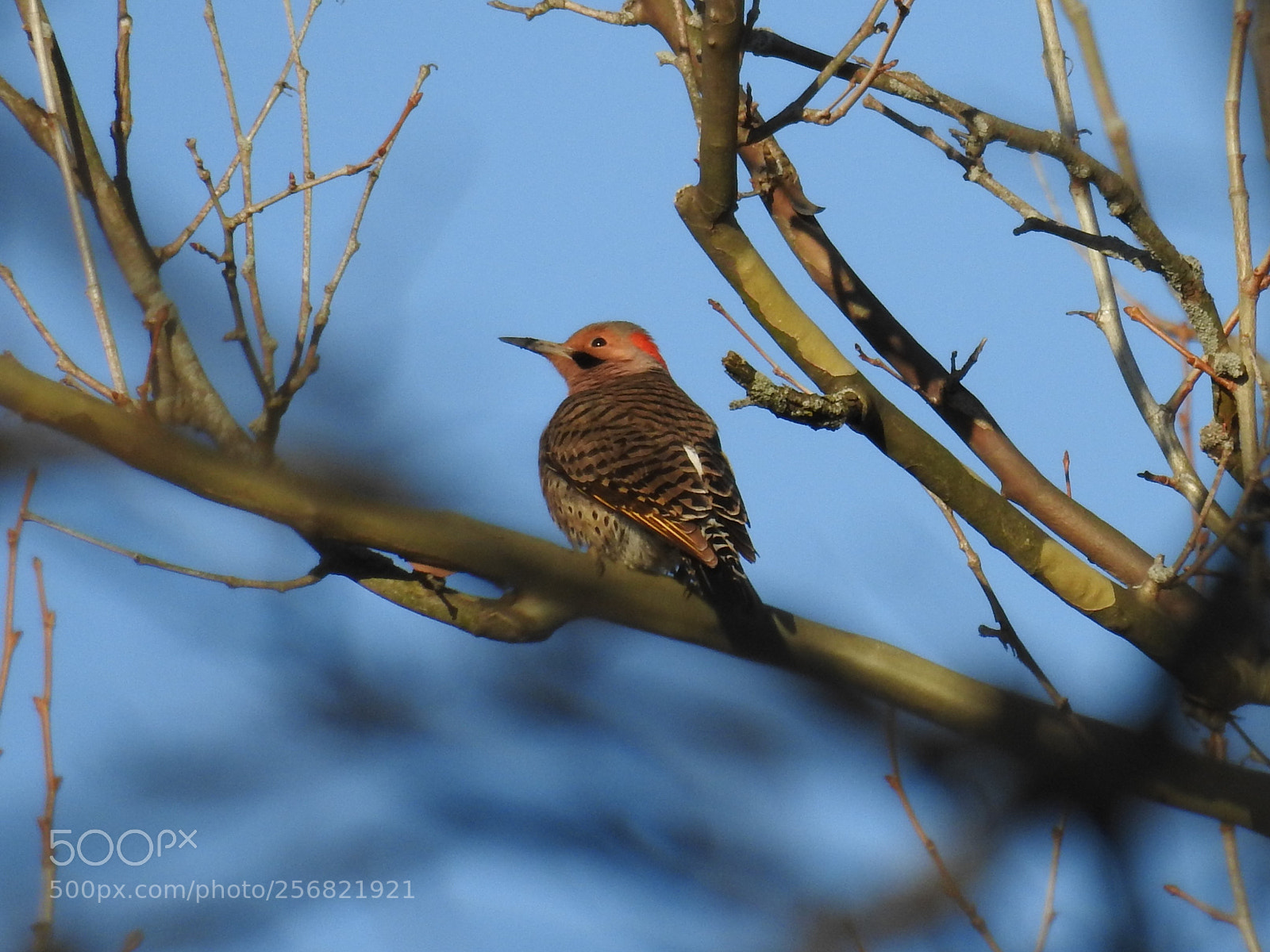 Nikon Coolpix P900 sample photo. Northern flicker photography