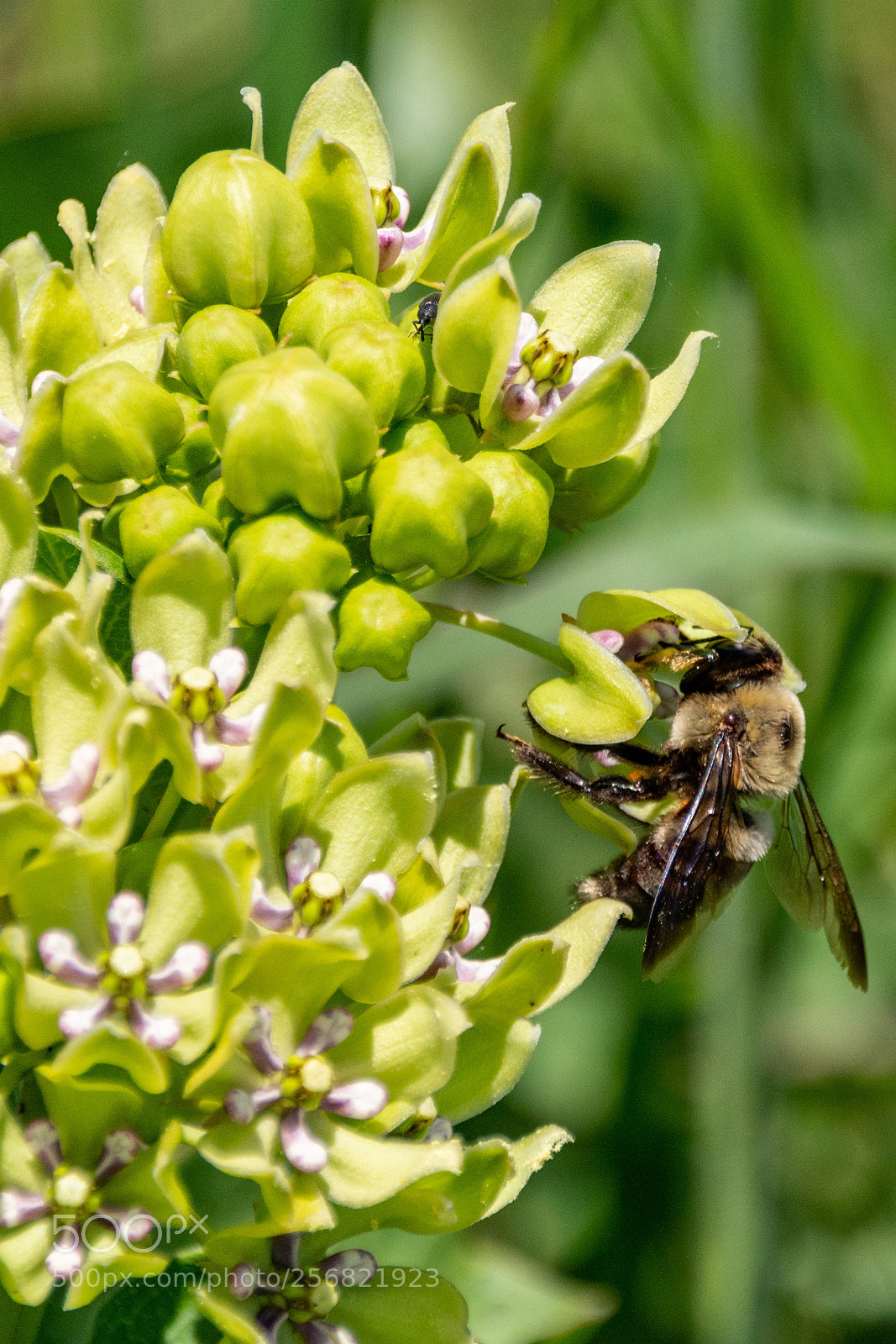 Nikon D7100 sample photo. Bee and milkweed photography