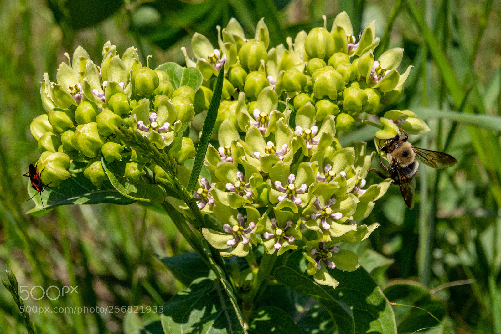 Nikon D7100 sample photo. Bee, bug and milkweed photography