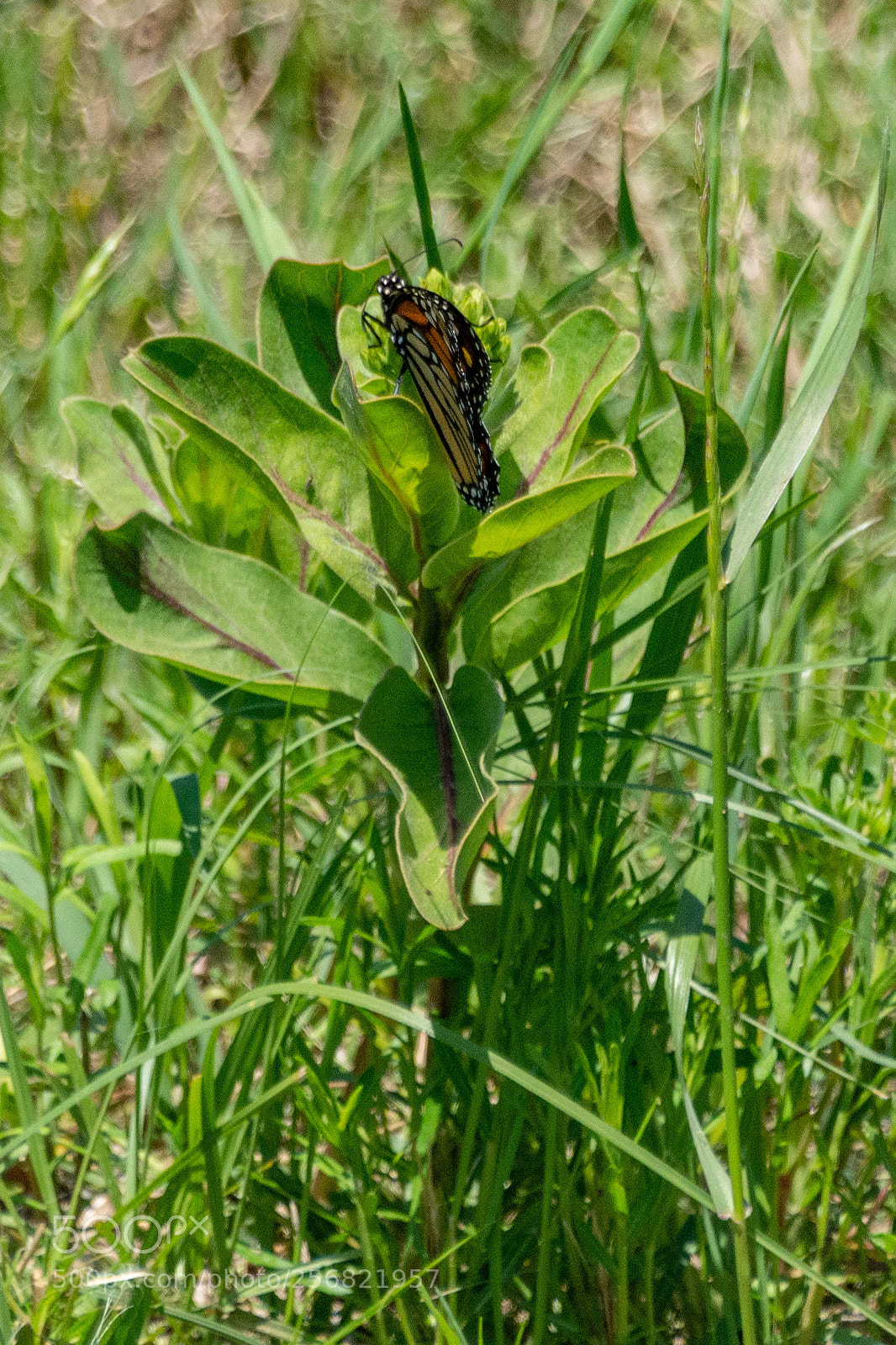 Nikon D7100 sample photo. Monarch & milkweed photography