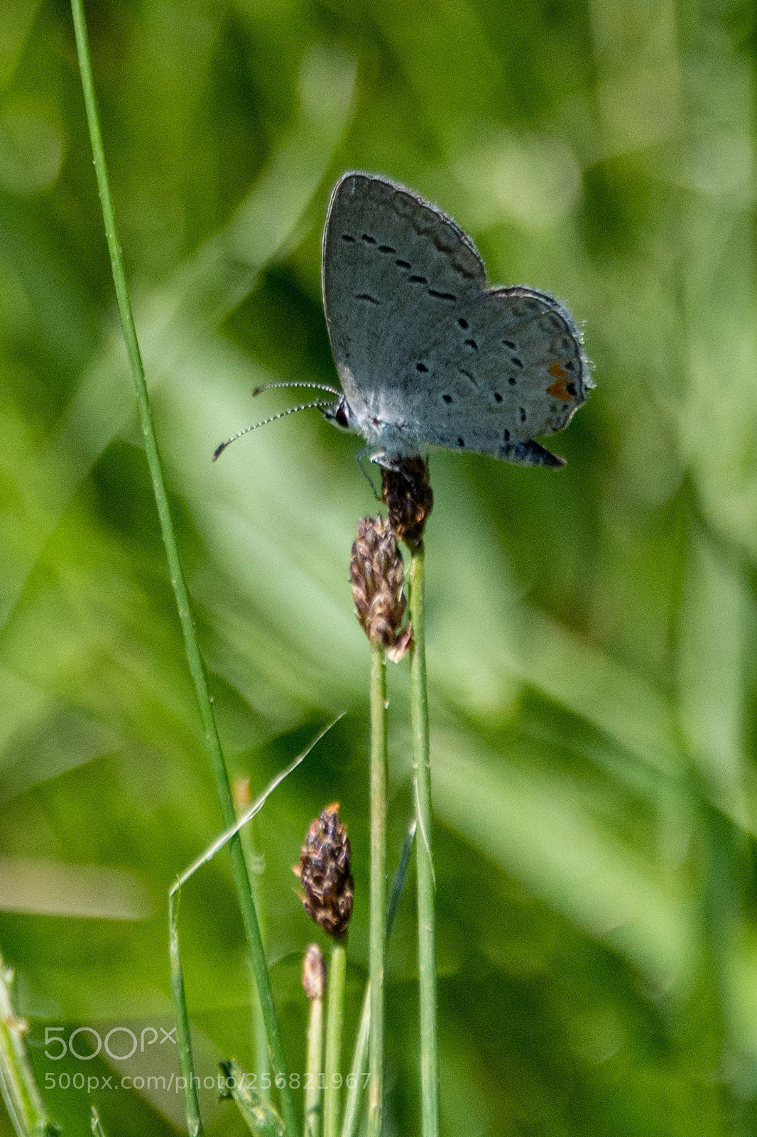 Nikon D7100 sample photo. Teeny tiny butterfly photography