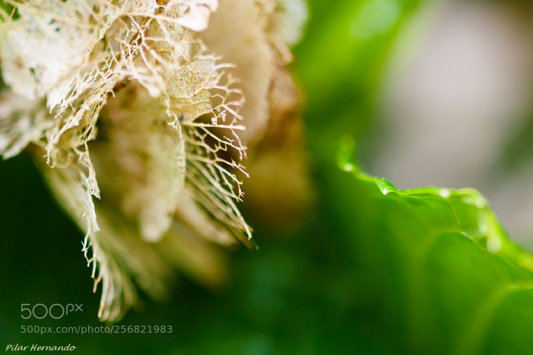 Nikon D5500 sample photo. Flower ruins photography