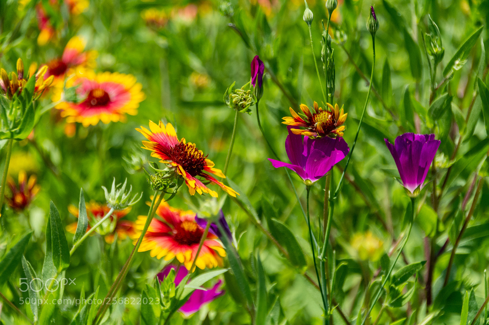 Nikon D7100 sample photo. Indian blankets and winecups photography