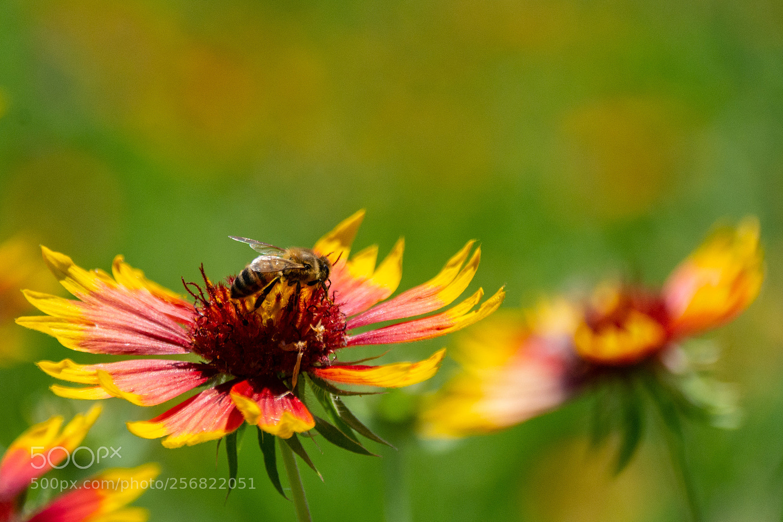 Nikon D7100 sample photo. Bee and winecup photography