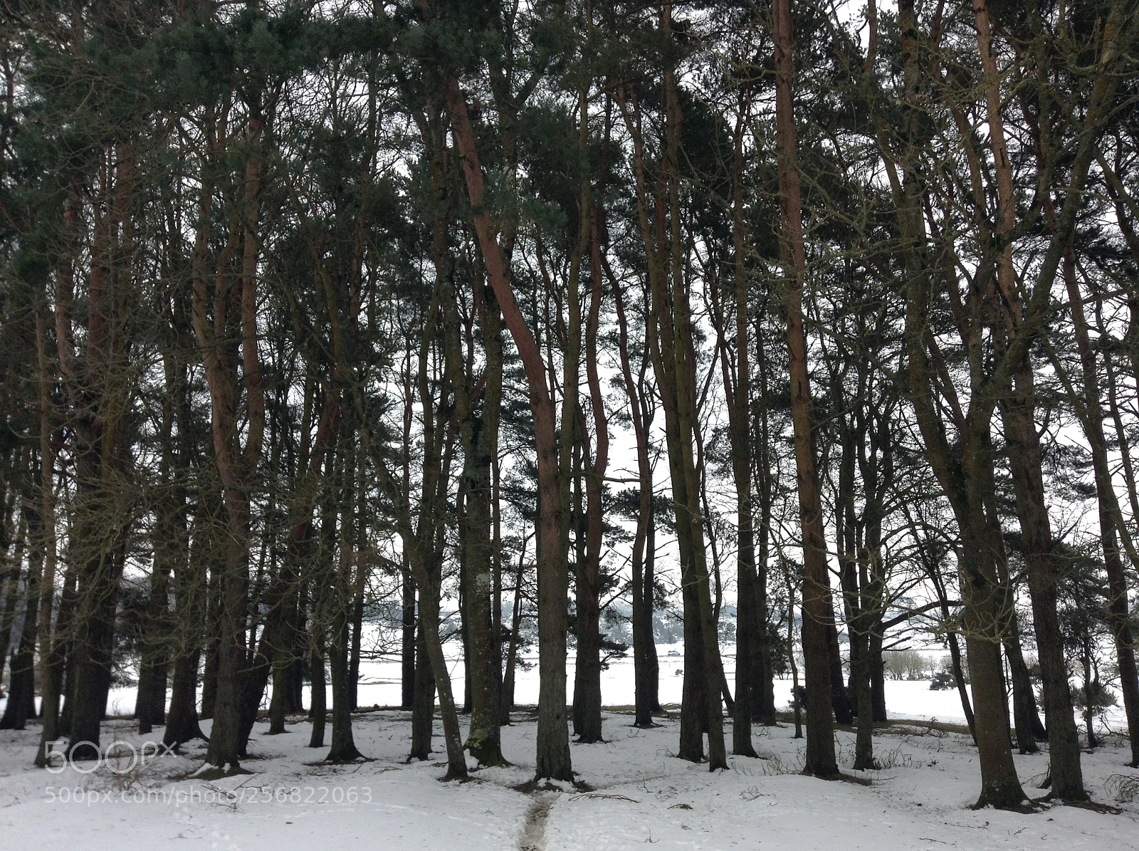 Apple iPod touch sample photo. Snowy forest photography