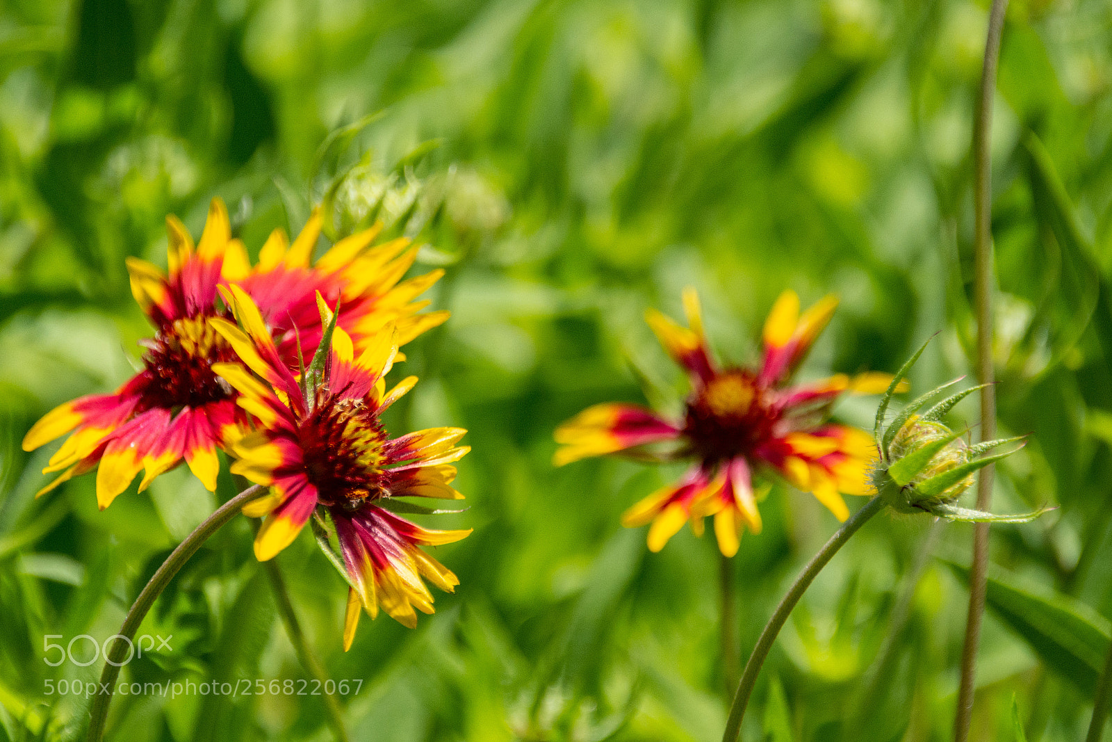 Nikon D7100 sample photo. Indian blankets photography