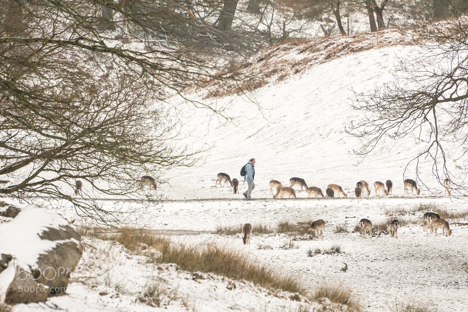 Nikon D7100 sample photo. Man and deers. photography