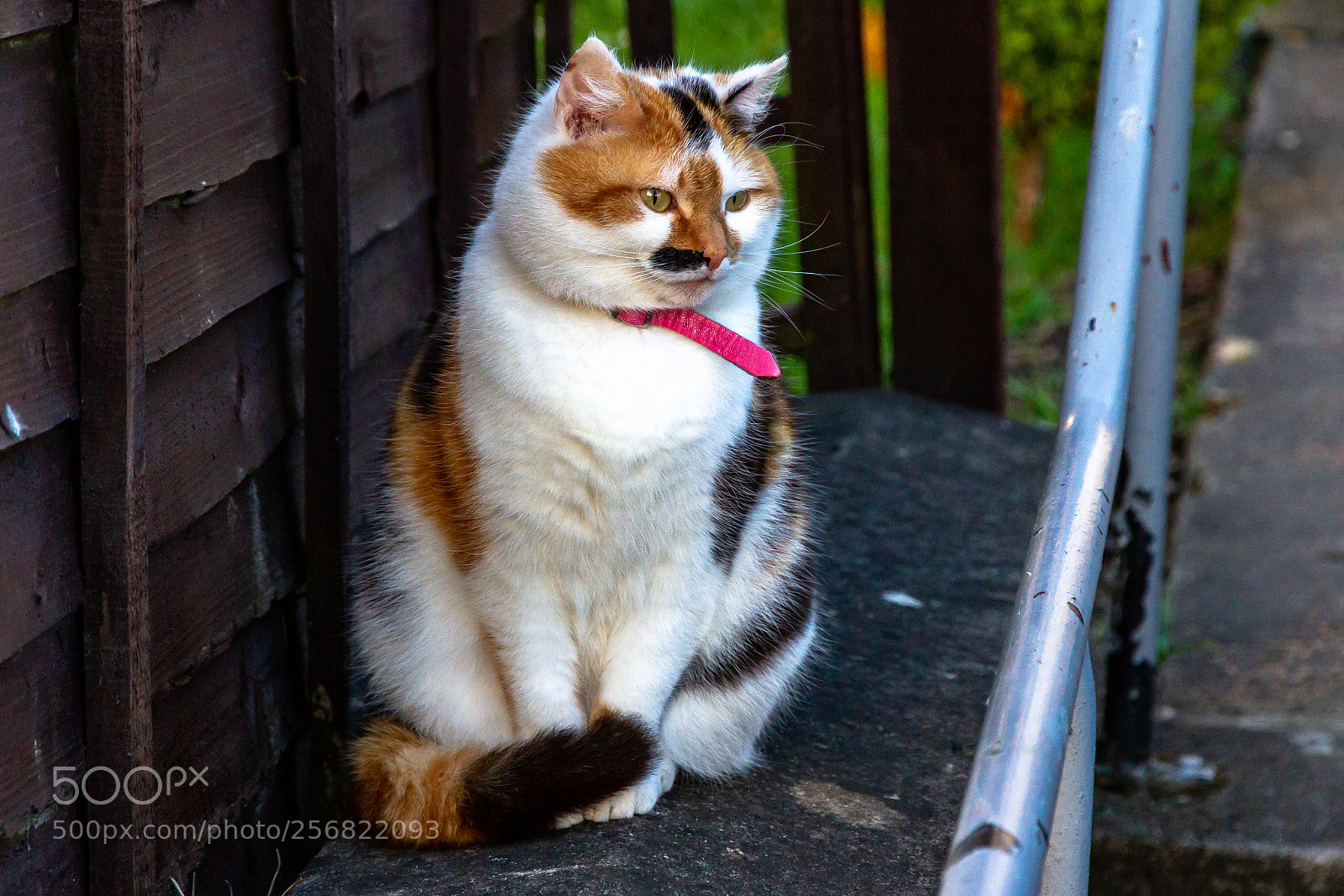 Canon EOS 7D sample photo. Meow! photography