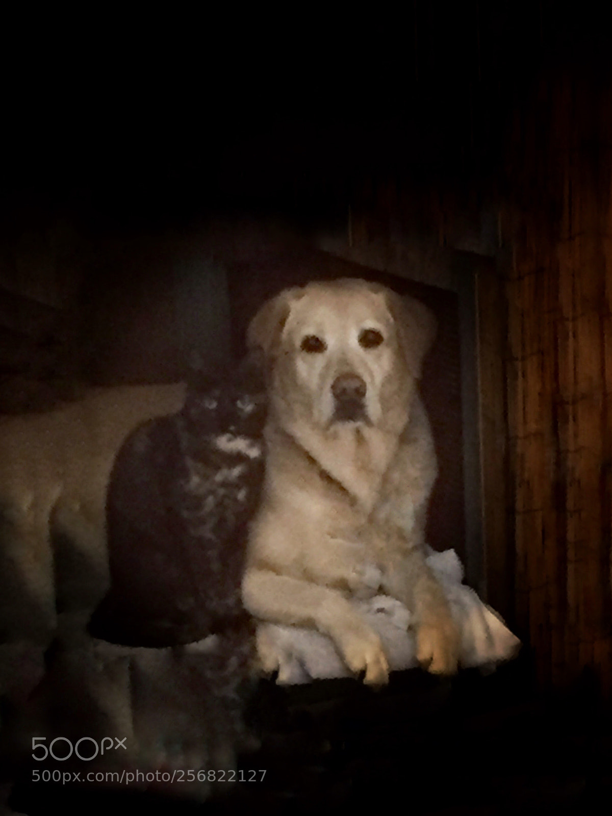 Apple iPhone 6 sample photo. La kenny....la missy.... photography