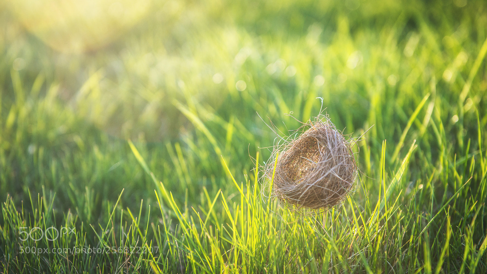 Nikon D800 sample photo. Spring photography