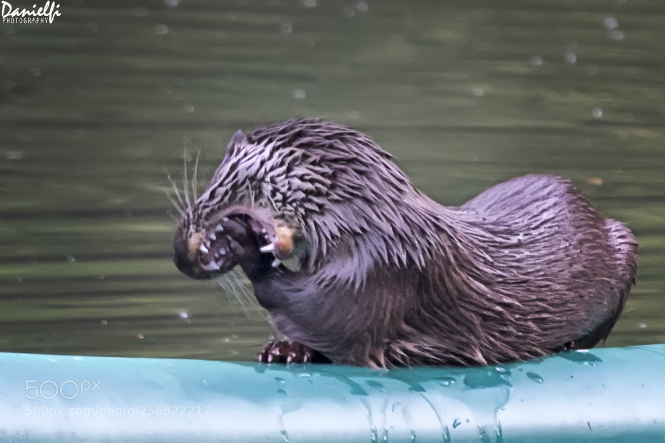 Canon EOS 80D sample photo. Nutria - otter photography