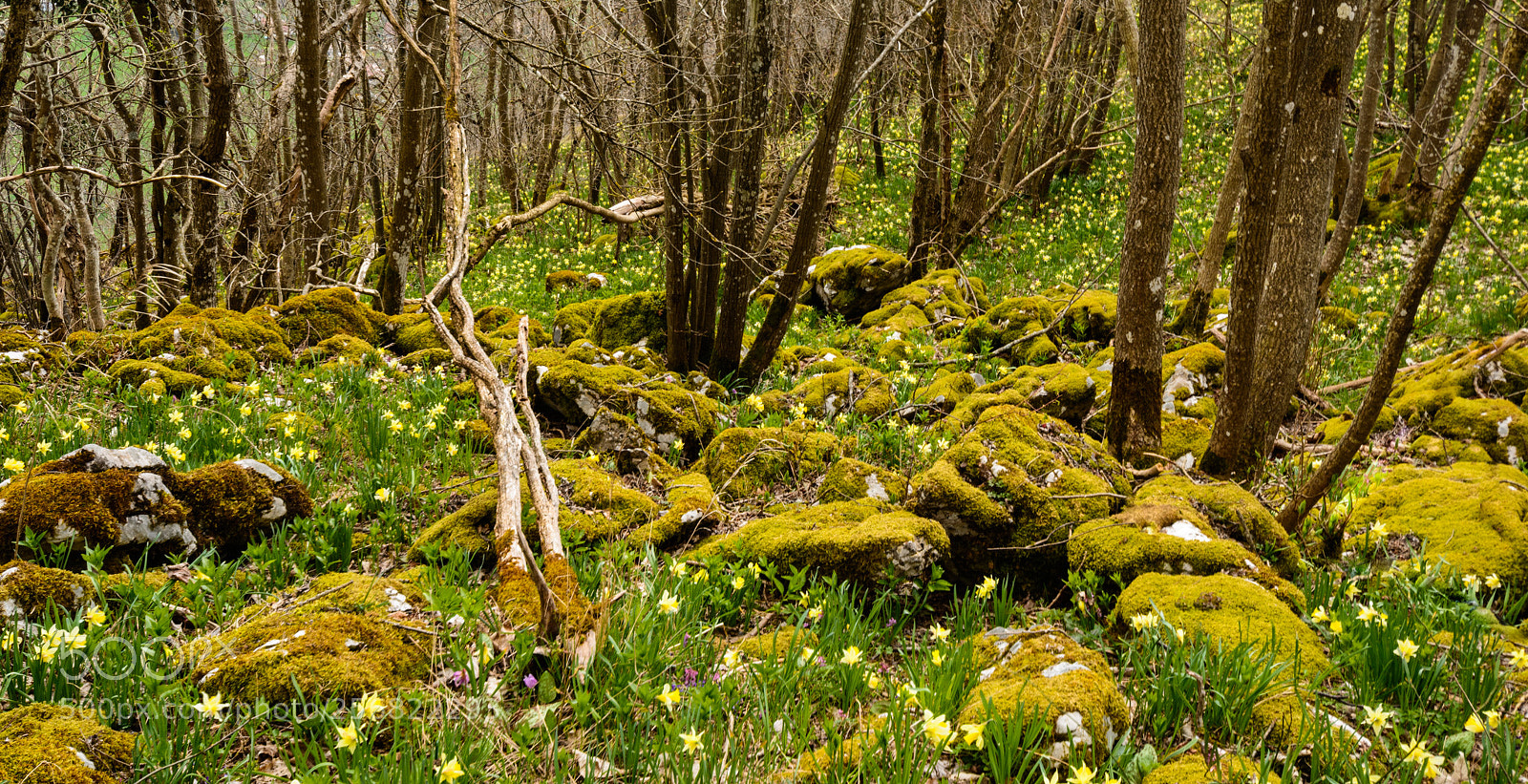 Nikon D7100 sample photo. Daffodils on the vuache photography
